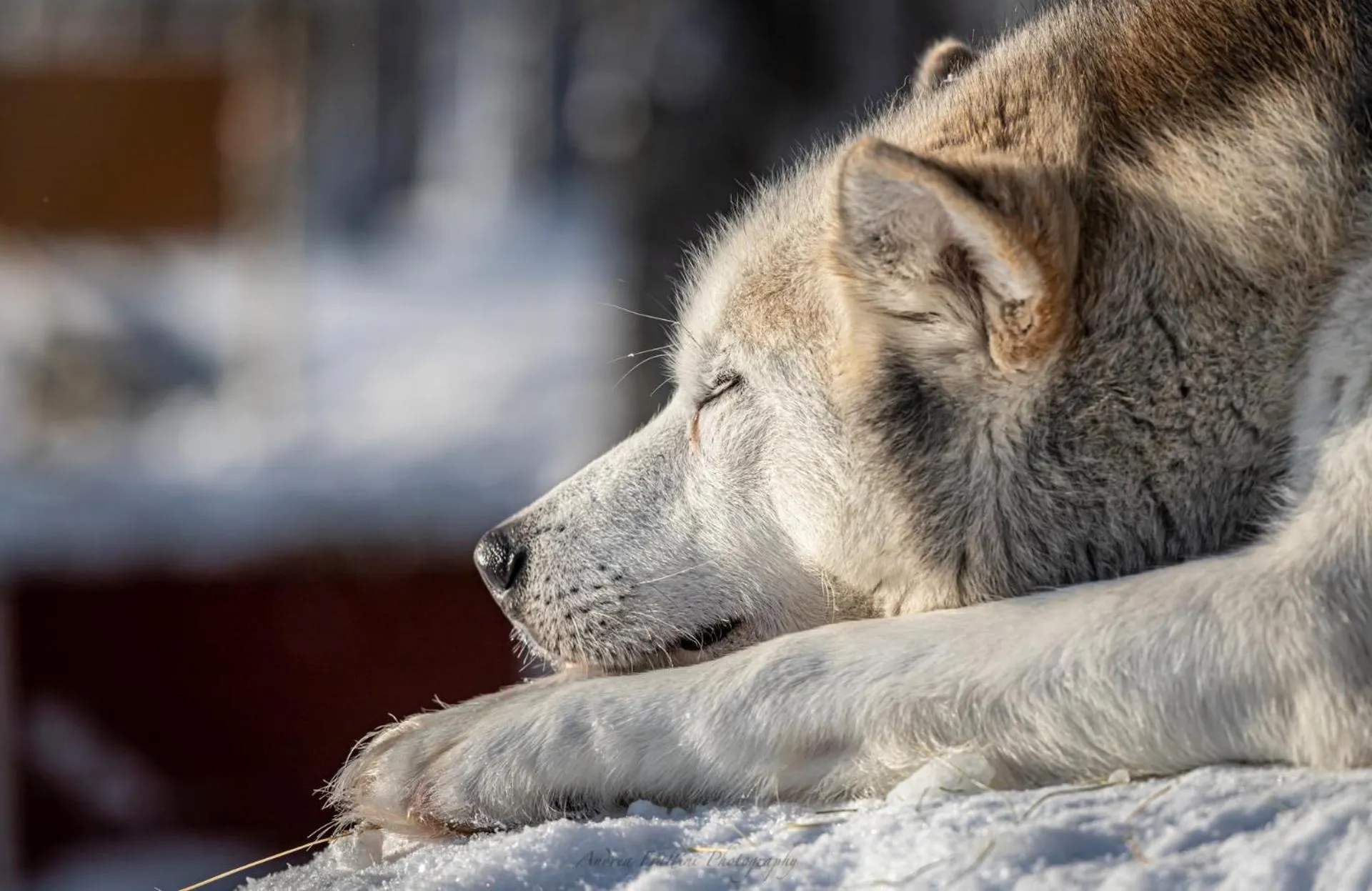 Old Pine Husky Lodge