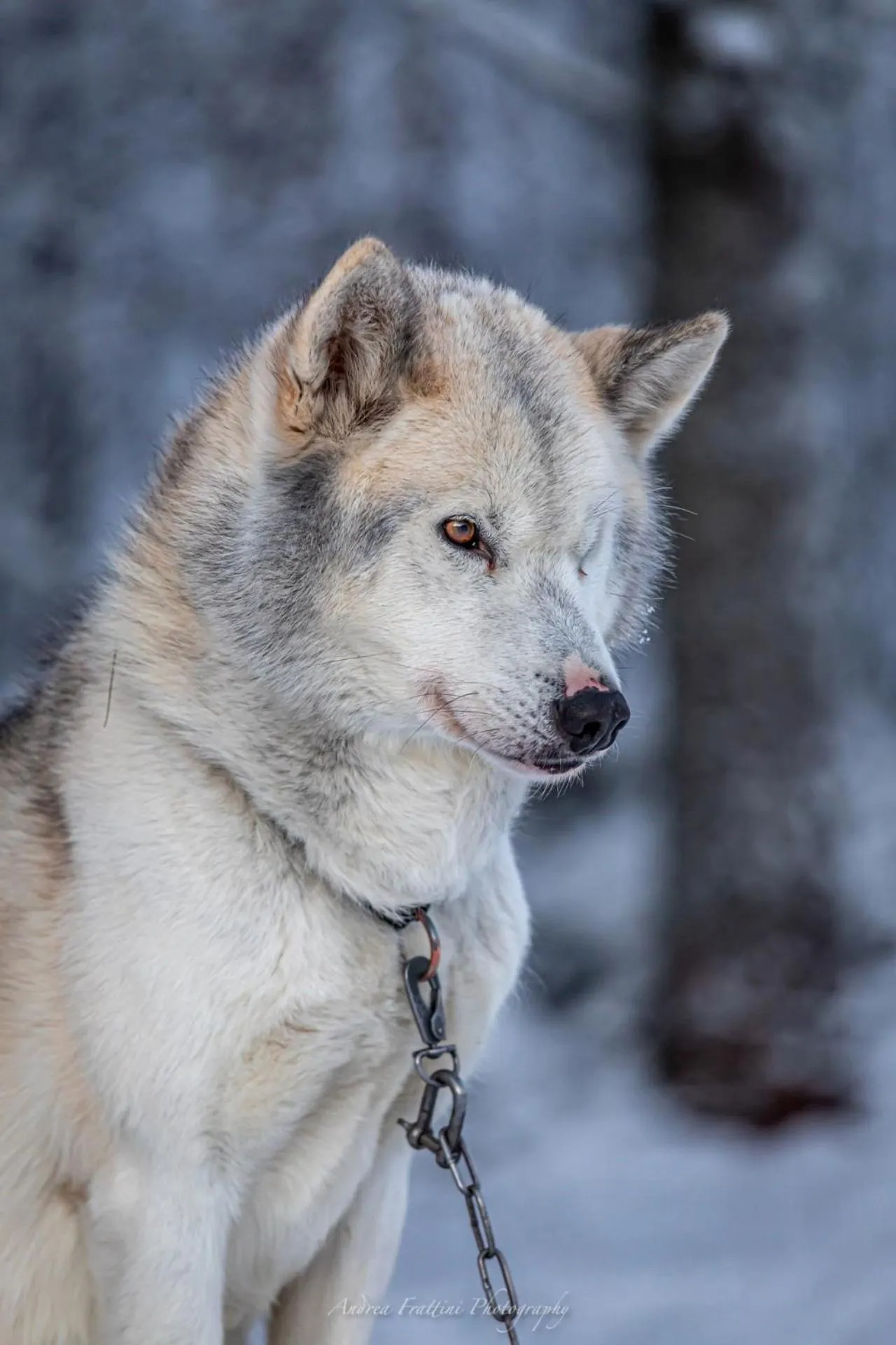 Old Pine Husky Lodge