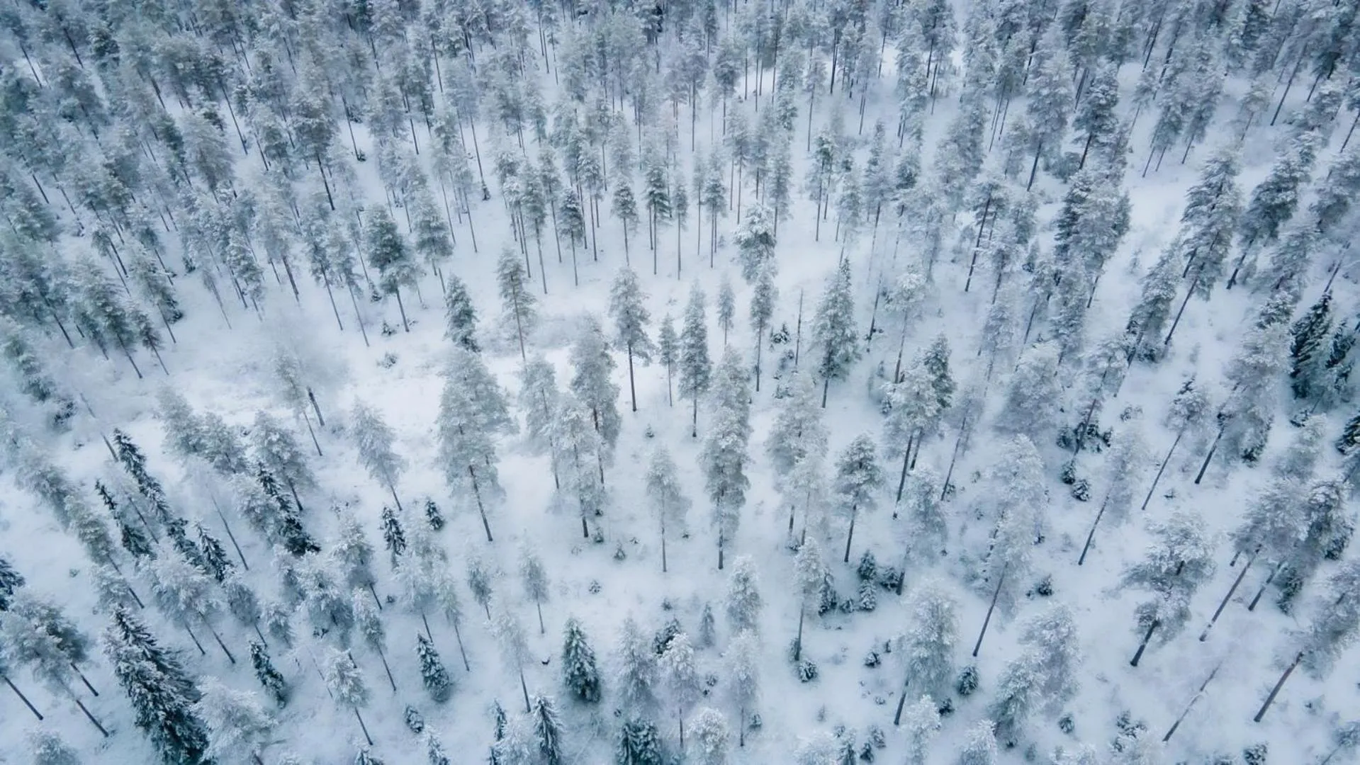 Old Pine Husky Lodge