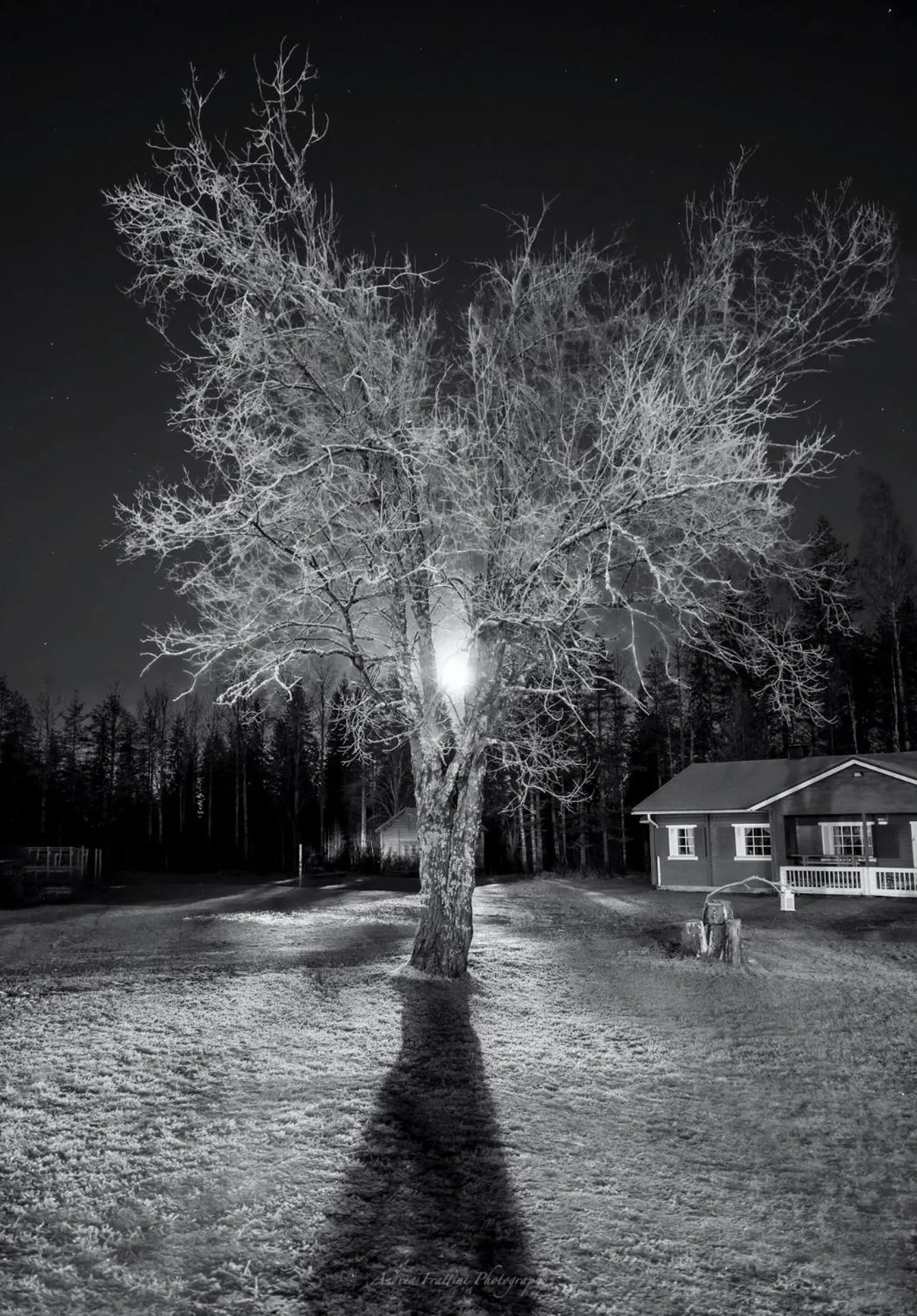 Old Pine Husky Lodge