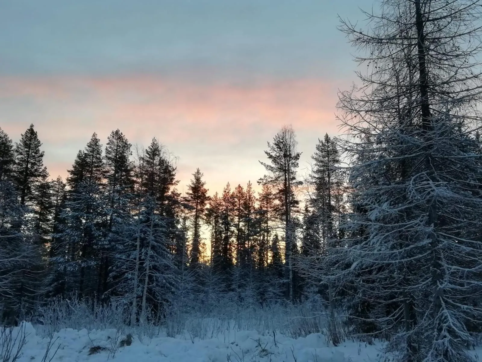 Old Pine Husky Lodge