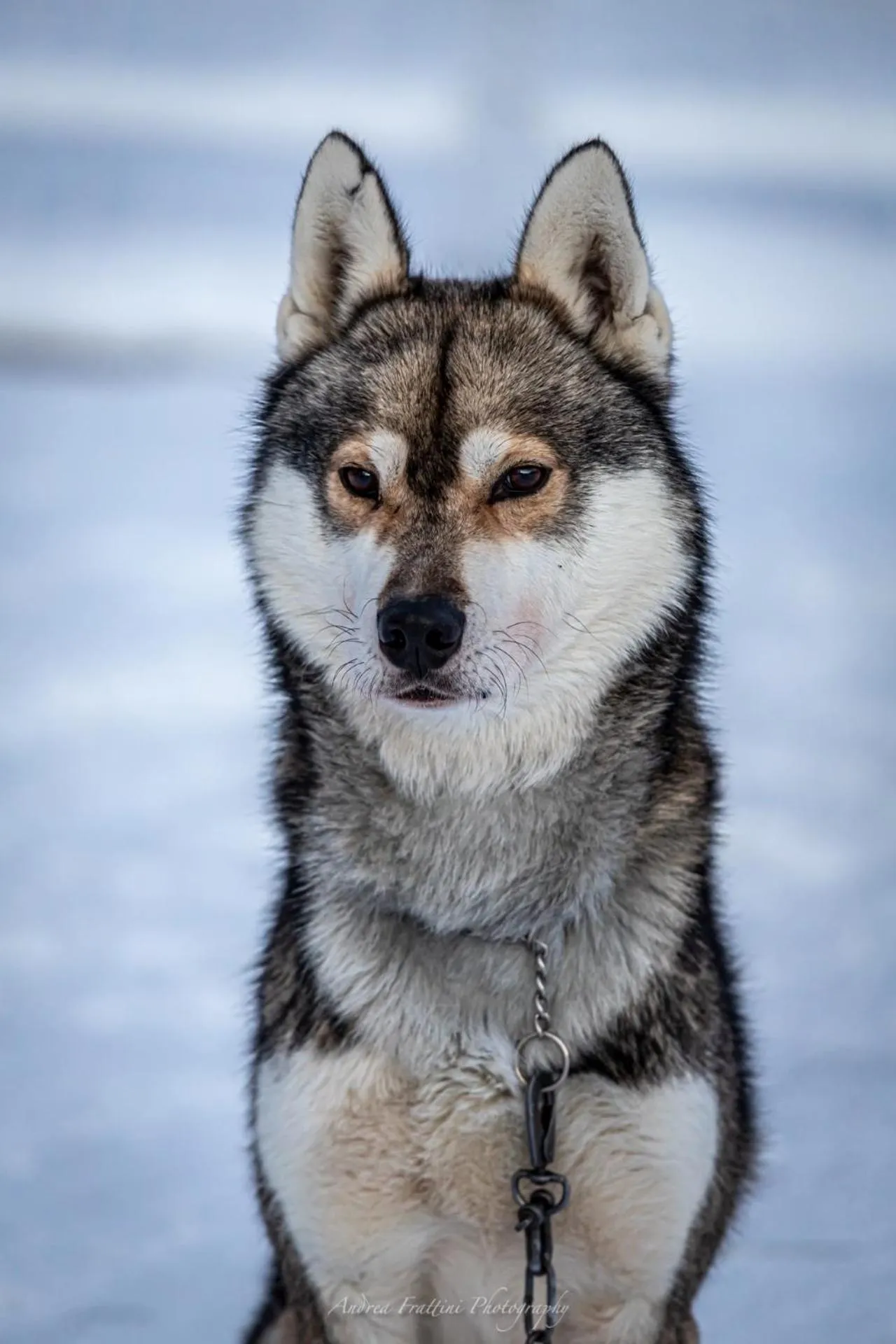 Old Pine Husky Lodge