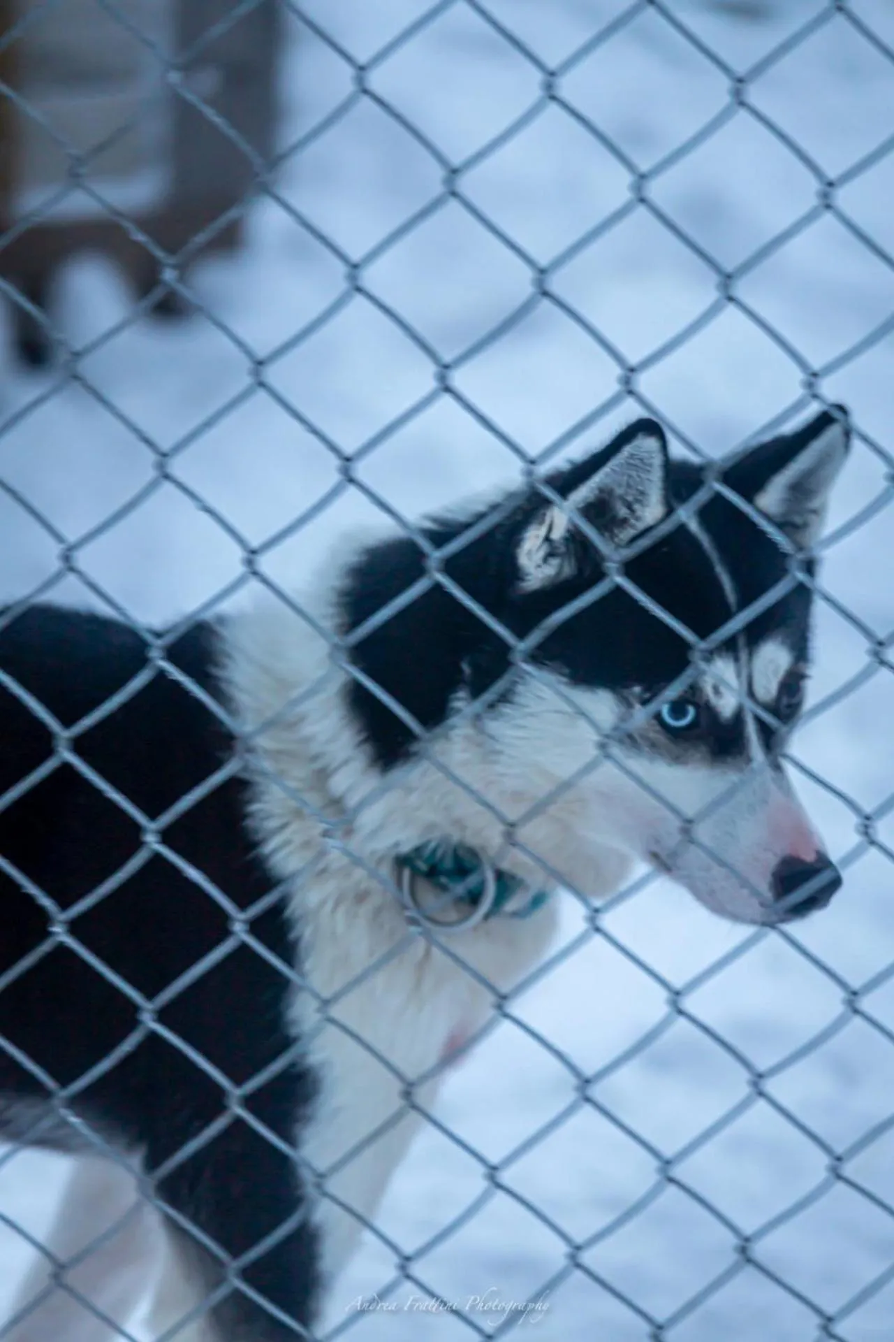Old Pine Husky Lodge