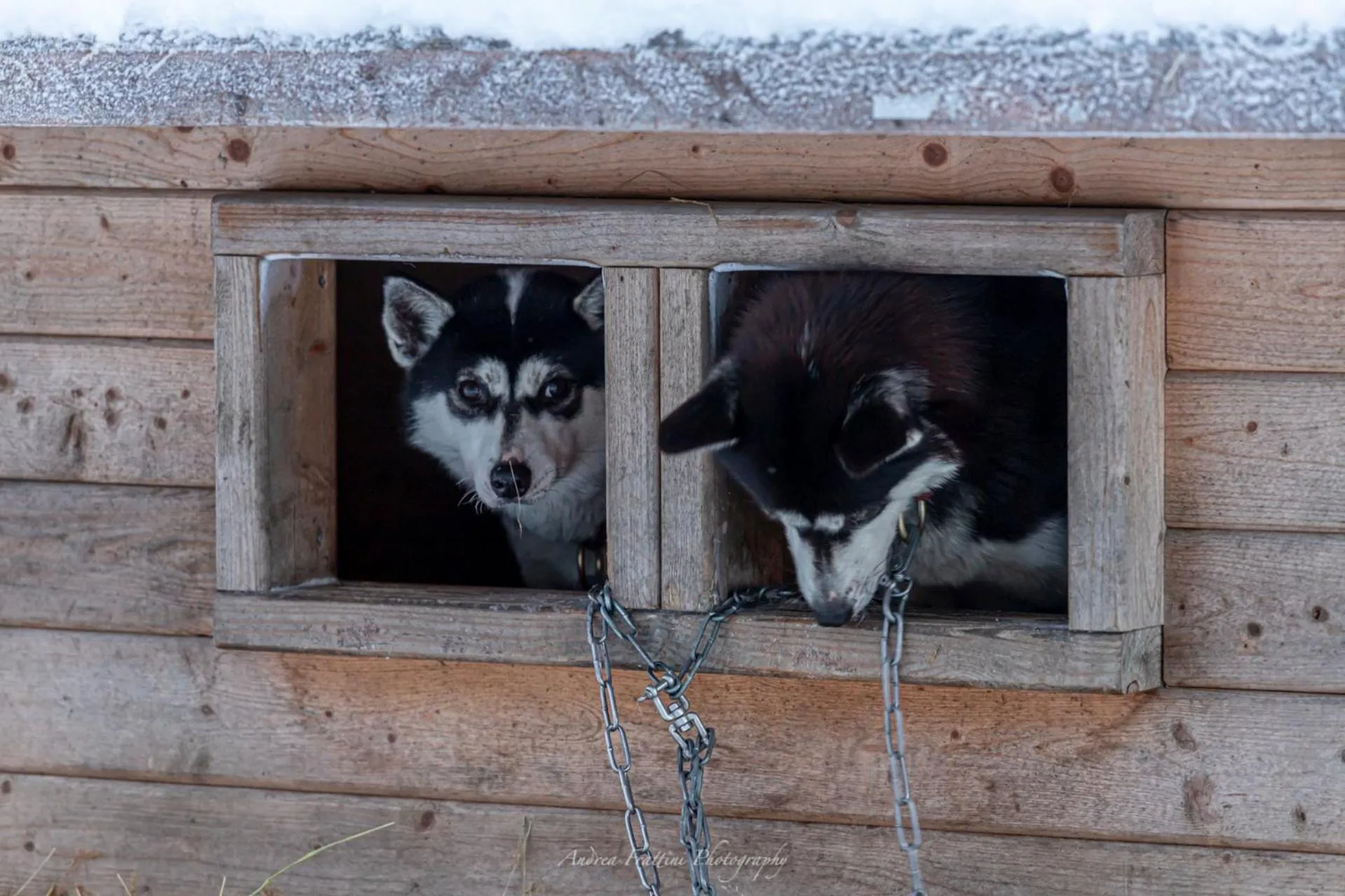 Old Pine Husky Lodge