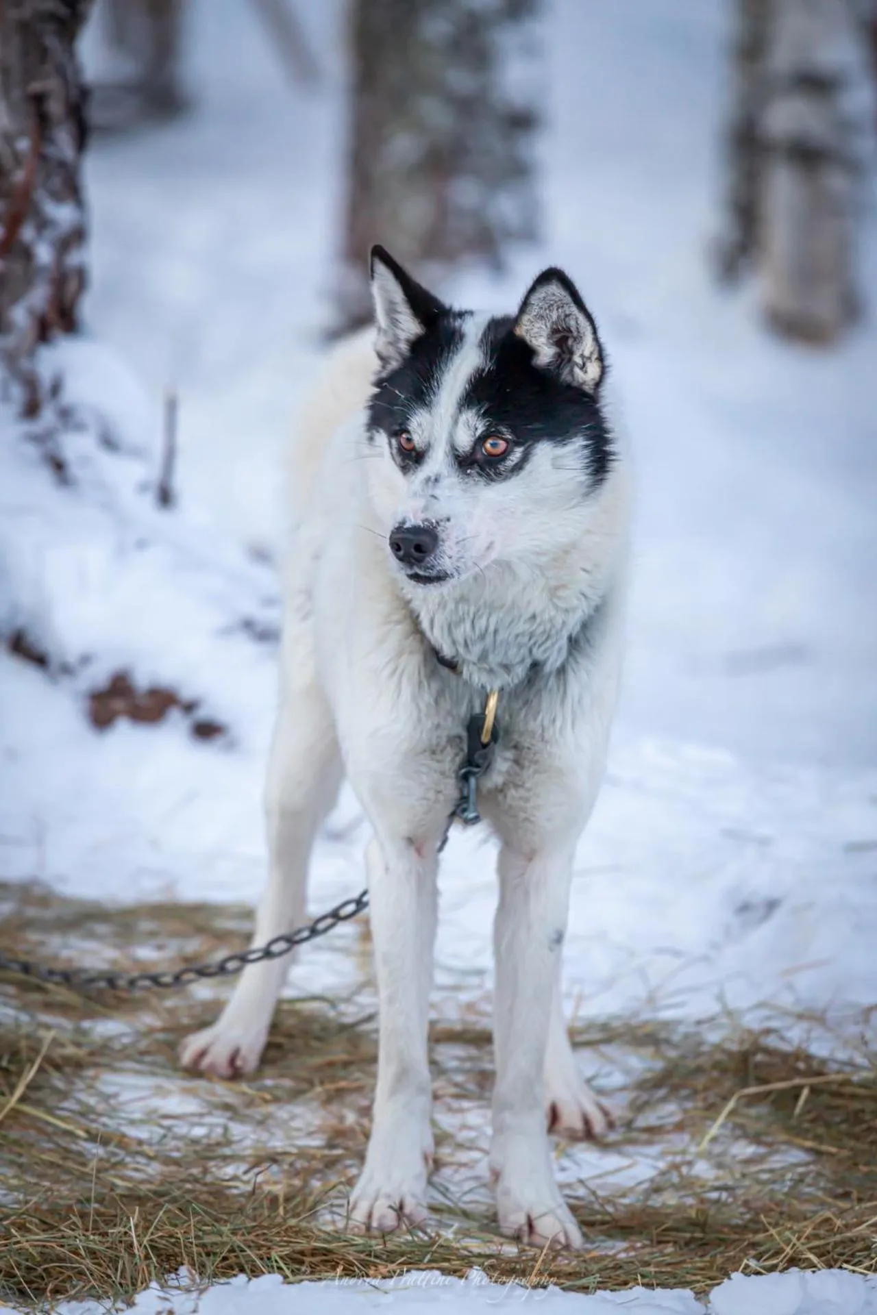 Old Pine Husky Lodge