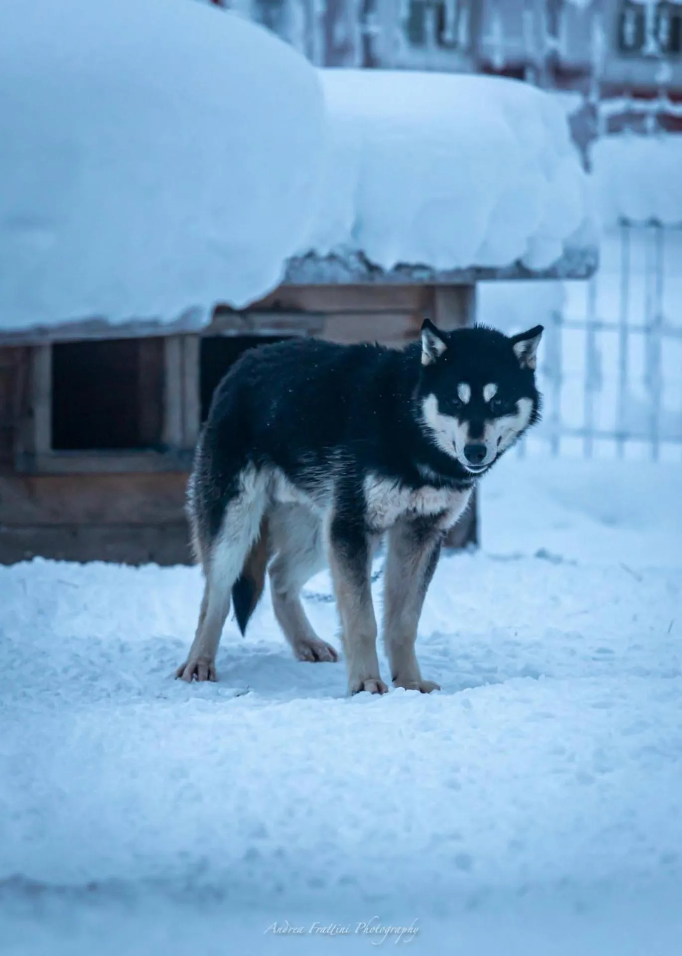 Old Pine Husky Lodge