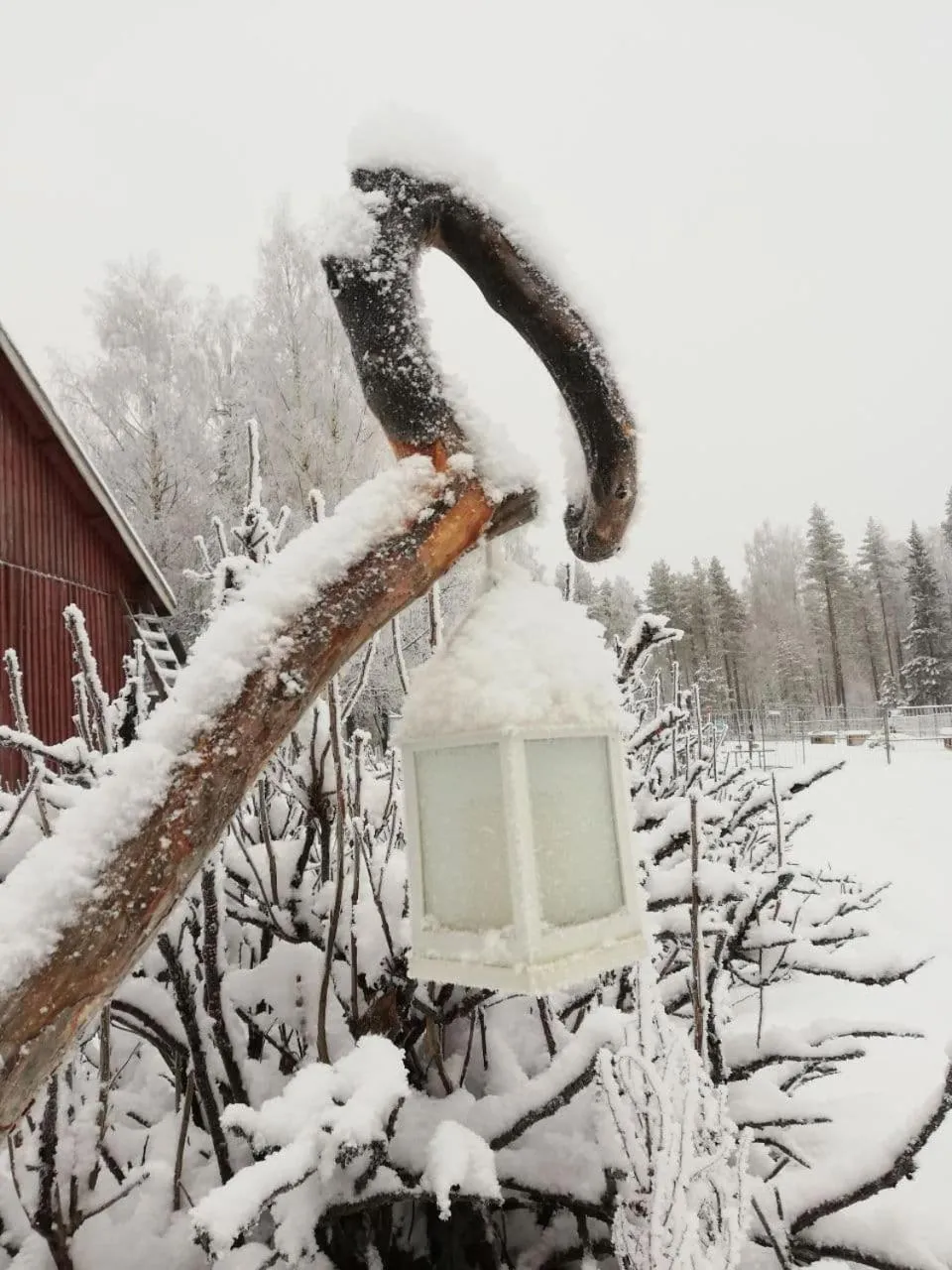 Old Pine Husky Lodge