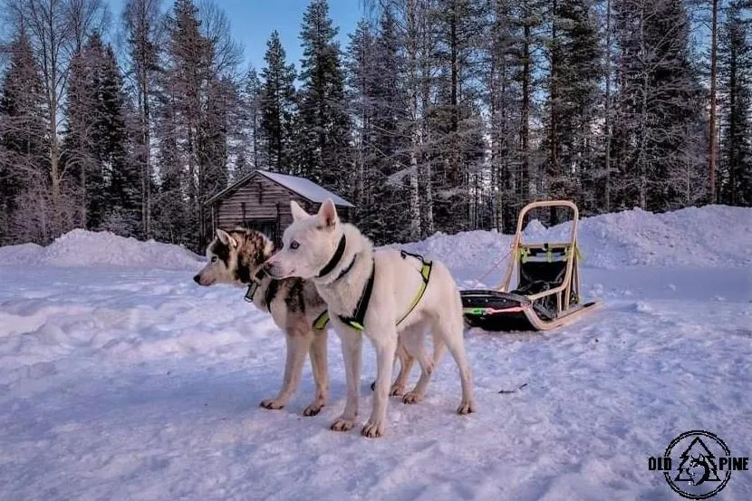 Winter in Old Pine Husky Lodge