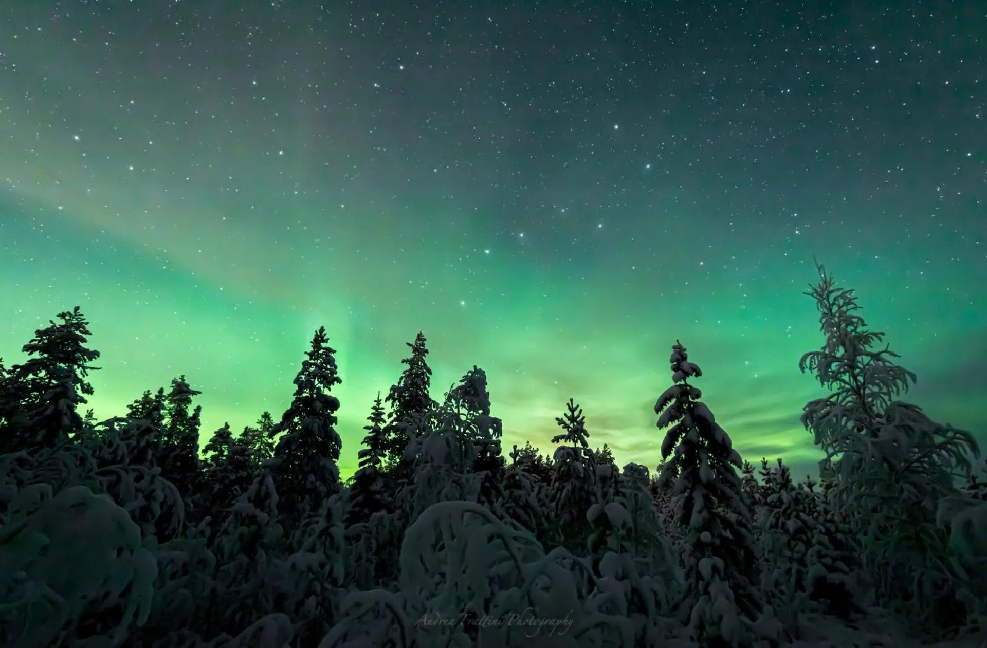 Old Pine Husky Lodge