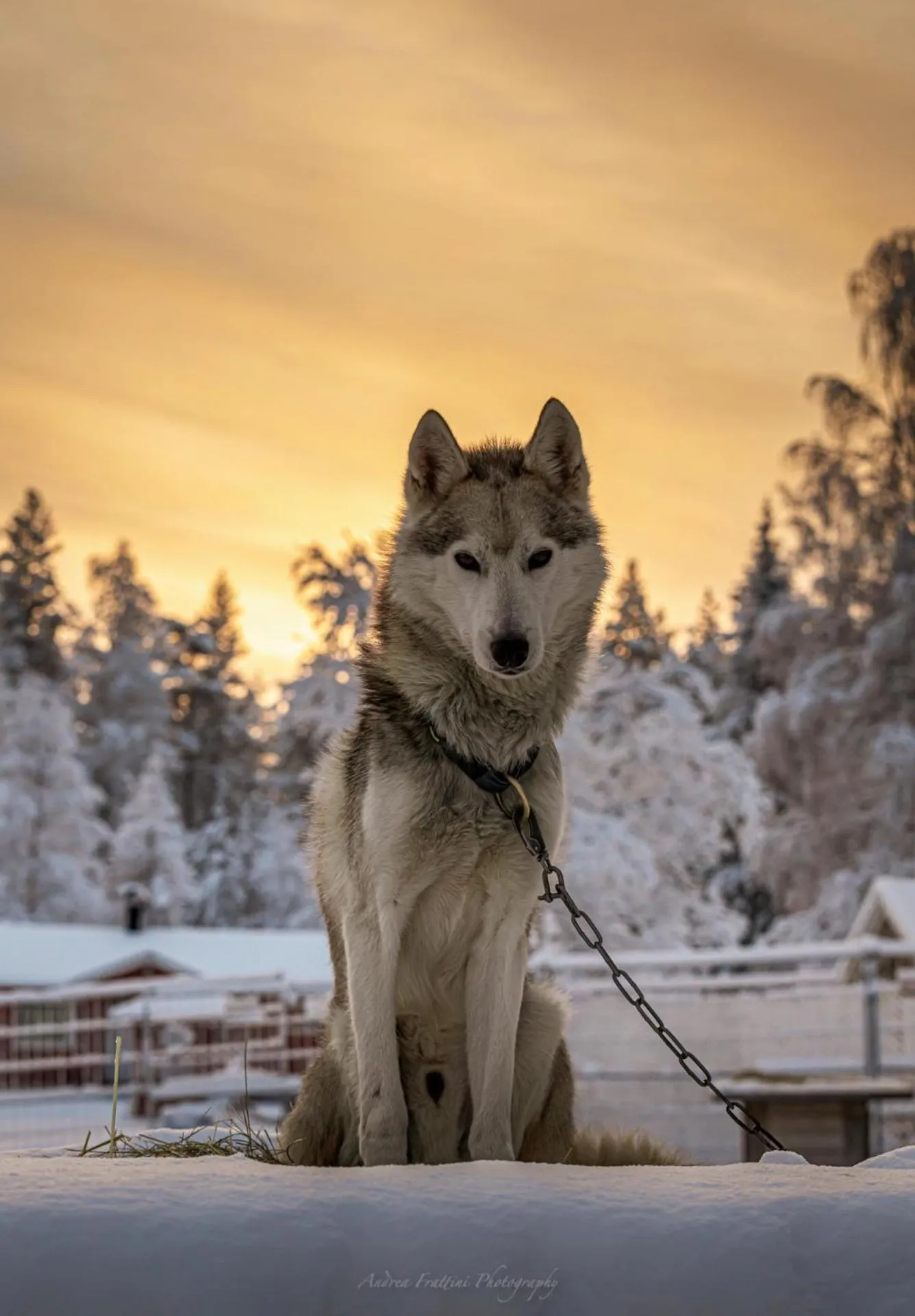 Old Pine Husky Lodge