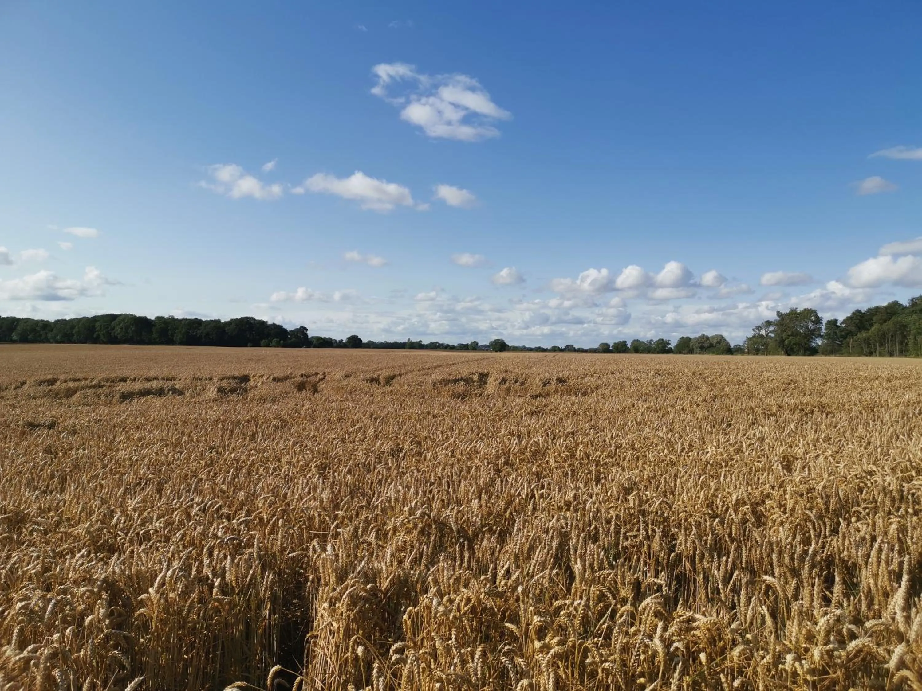 Neighbourhood in Exelby Green Dragon