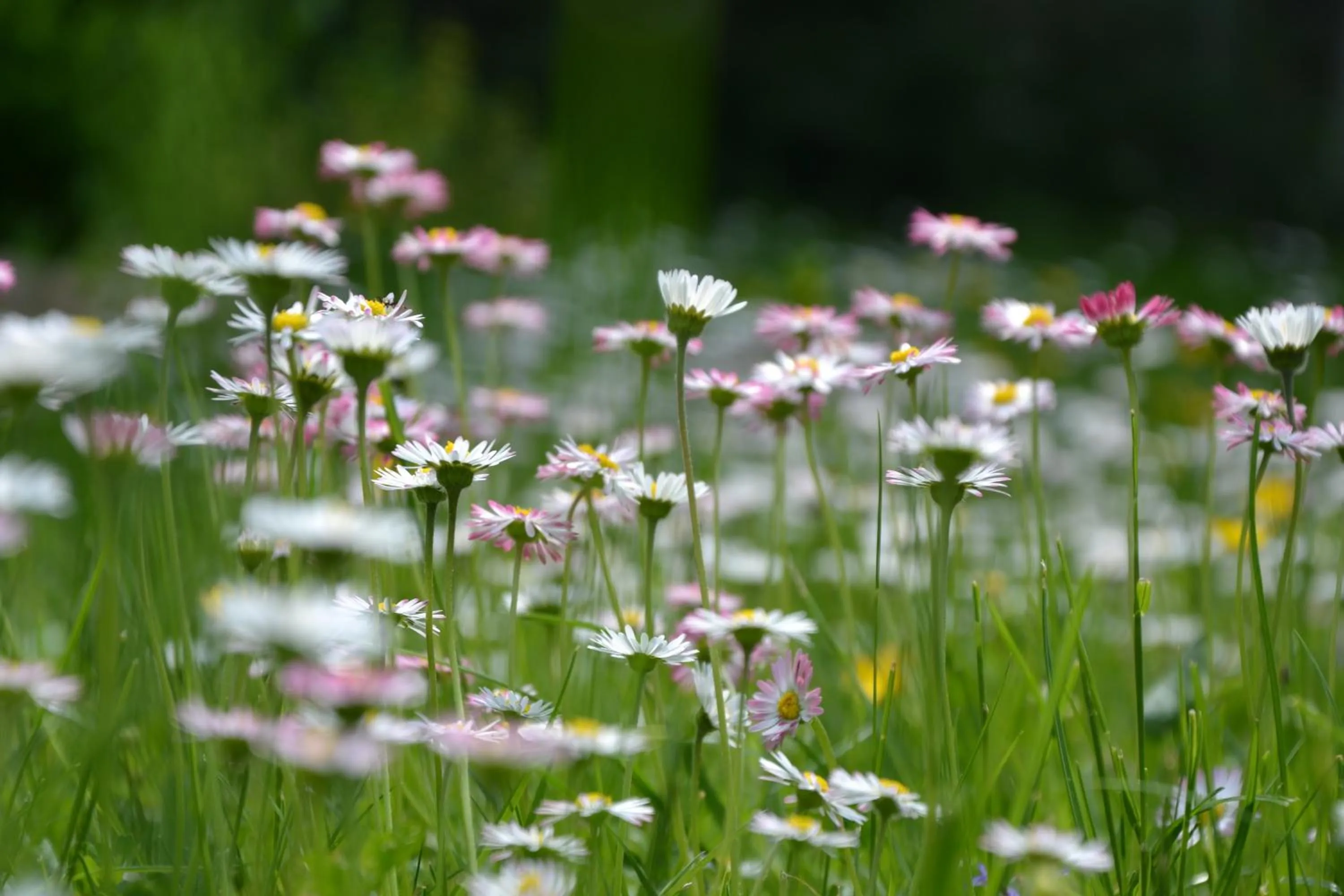 Natural landscape in Christian Gartenhotel