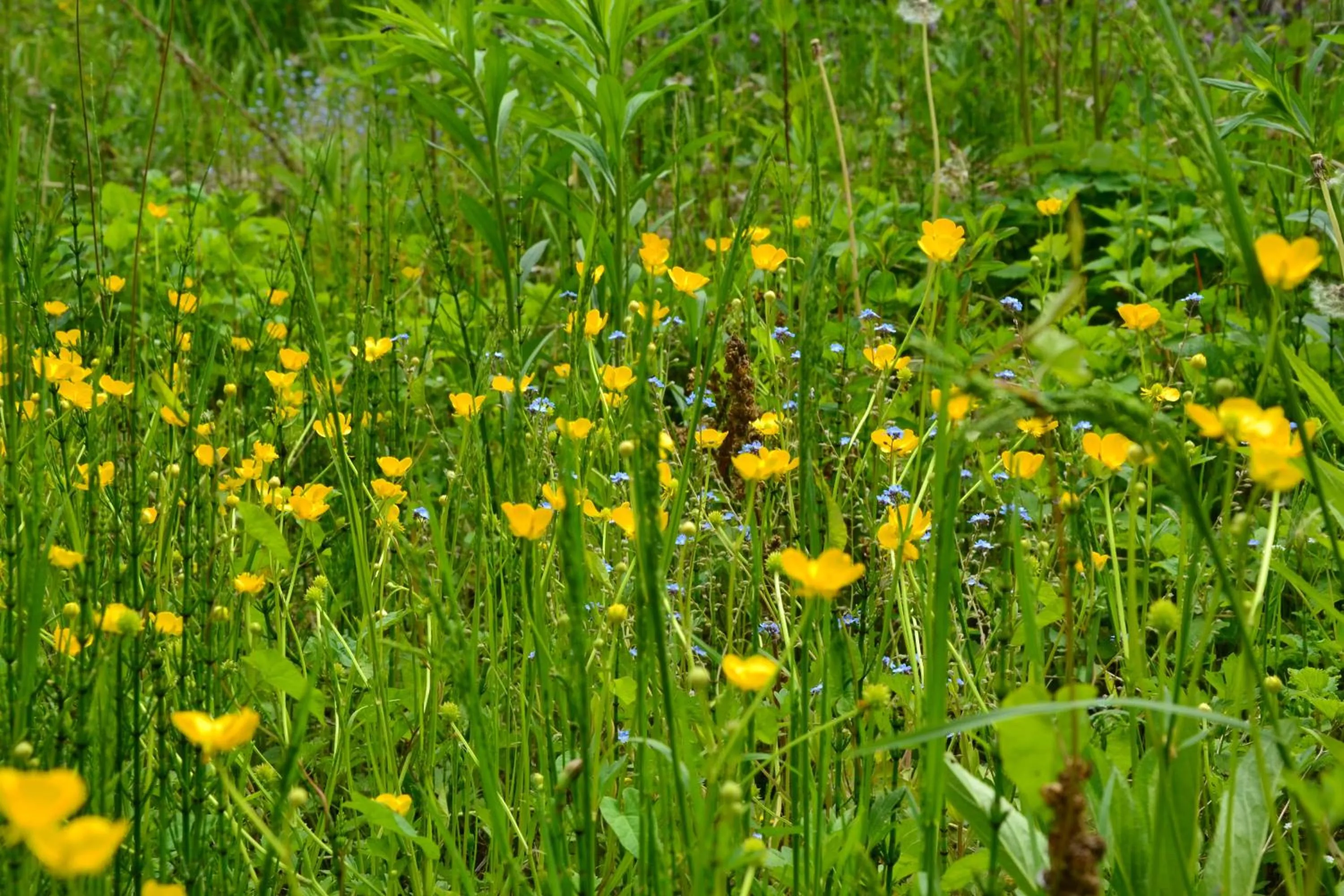 Garden in Christian Gartenhotel