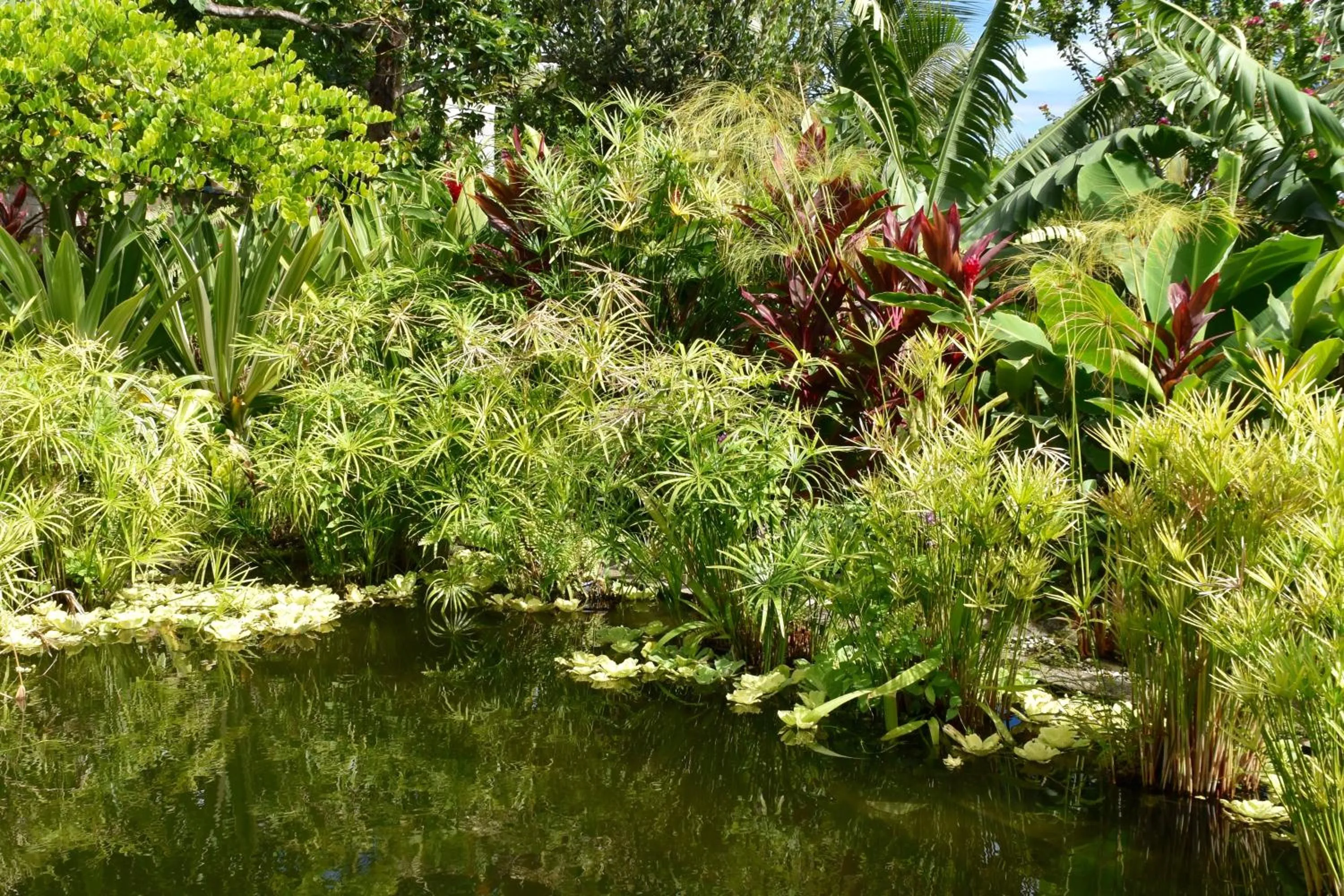 Garden view in Résidence Paradis Tropical