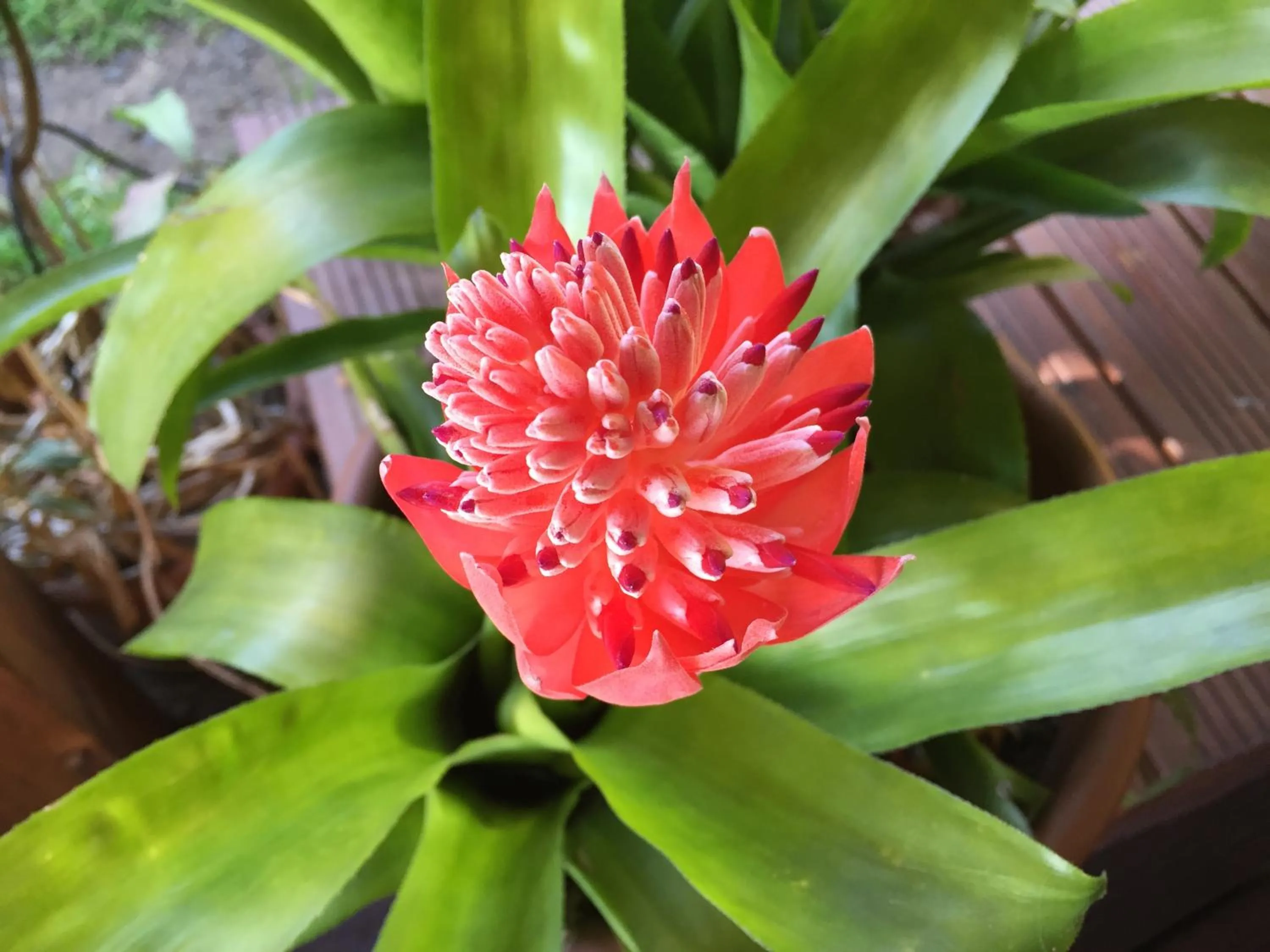Garden in Résidence Paradis Tropical