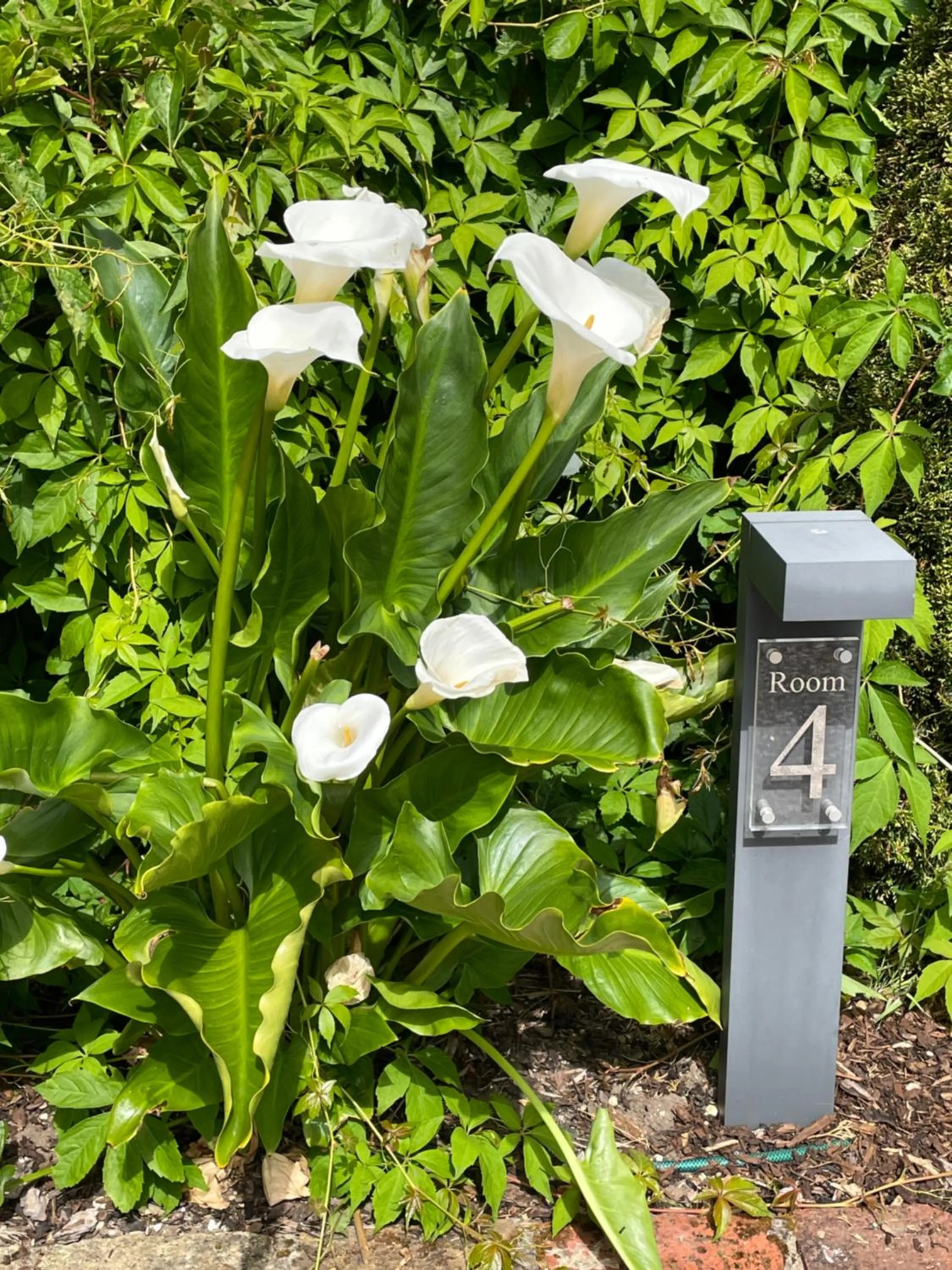 Spring in Bradleigh Lodge