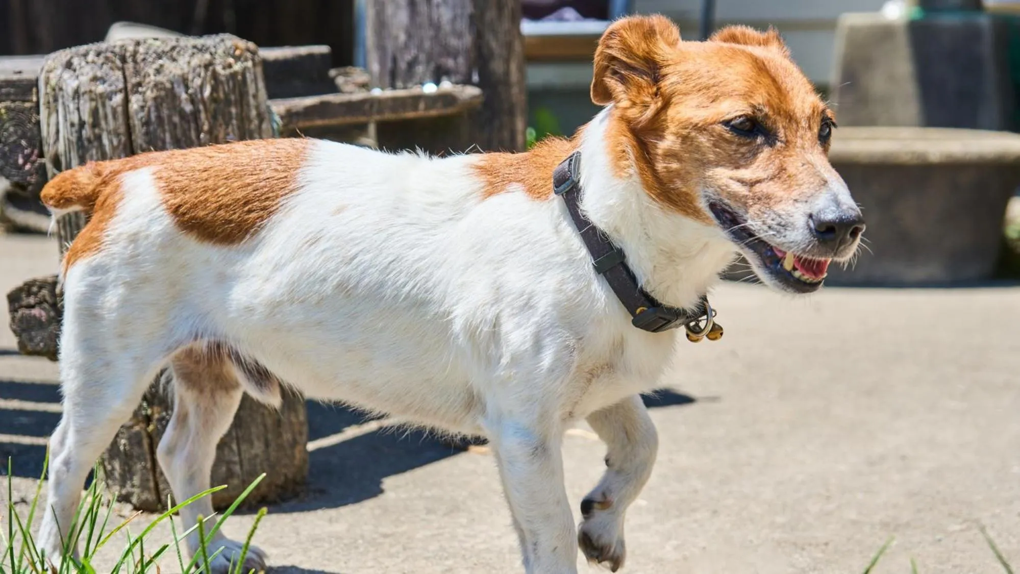 Animals in El Patio Ranch