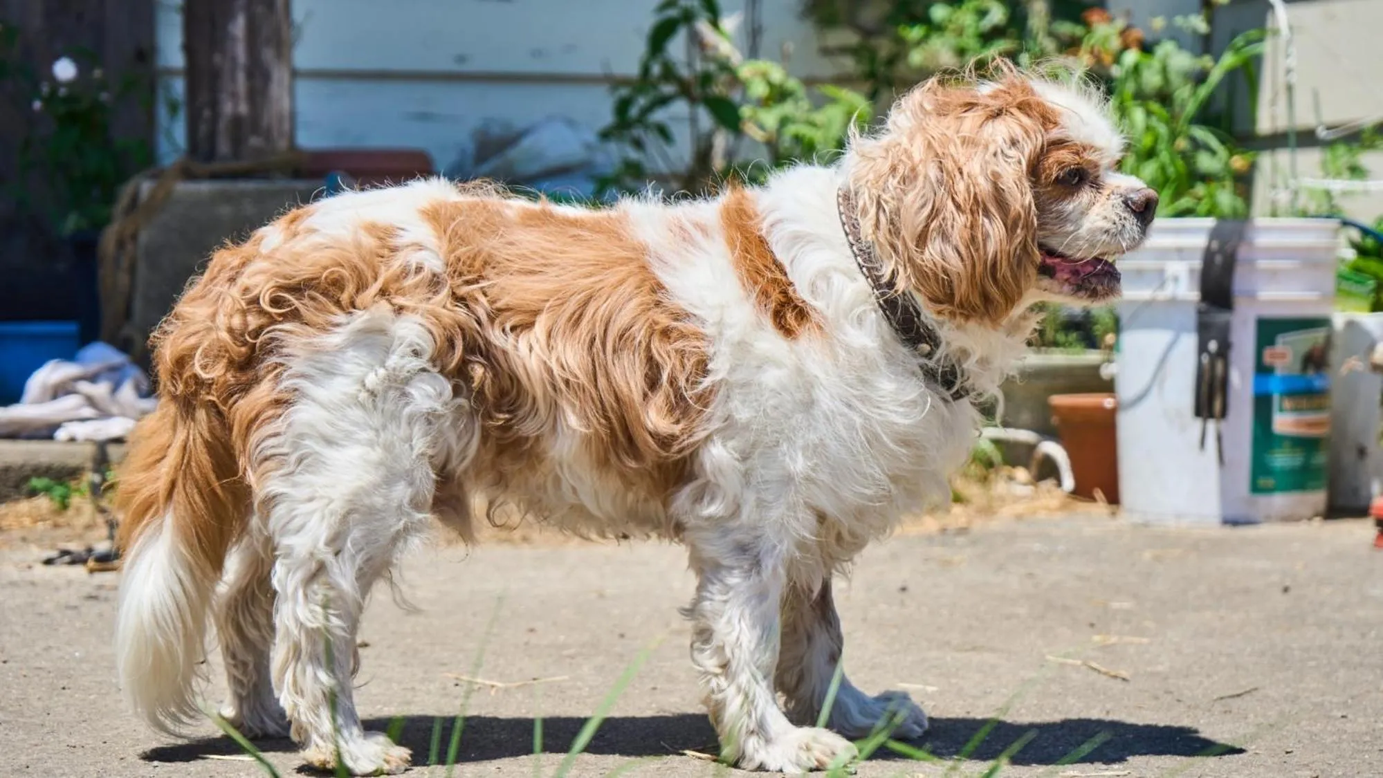 Animals in El Patio Ranch