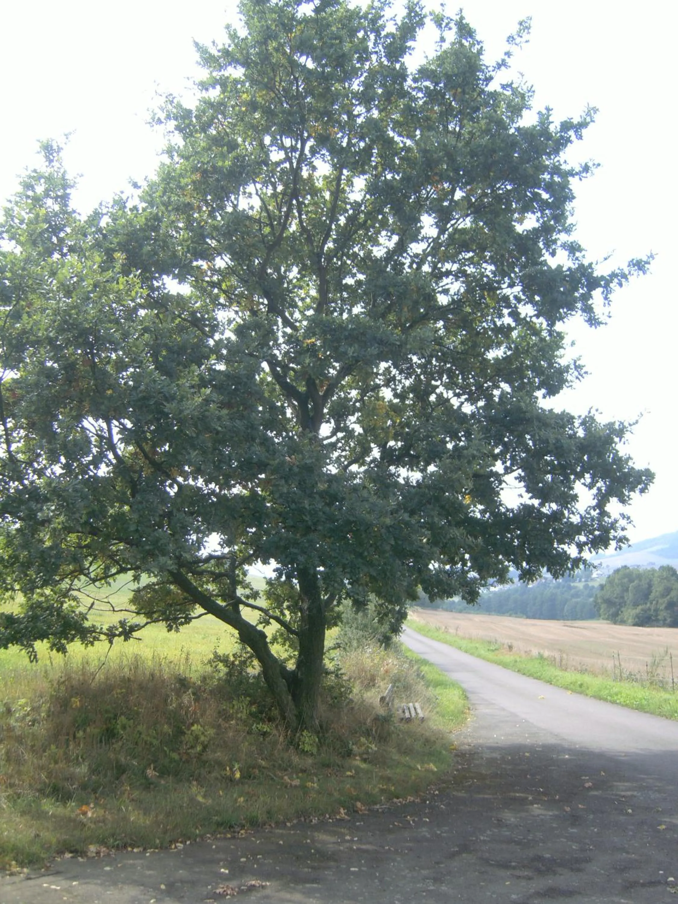 Other in Hotel Burgblick