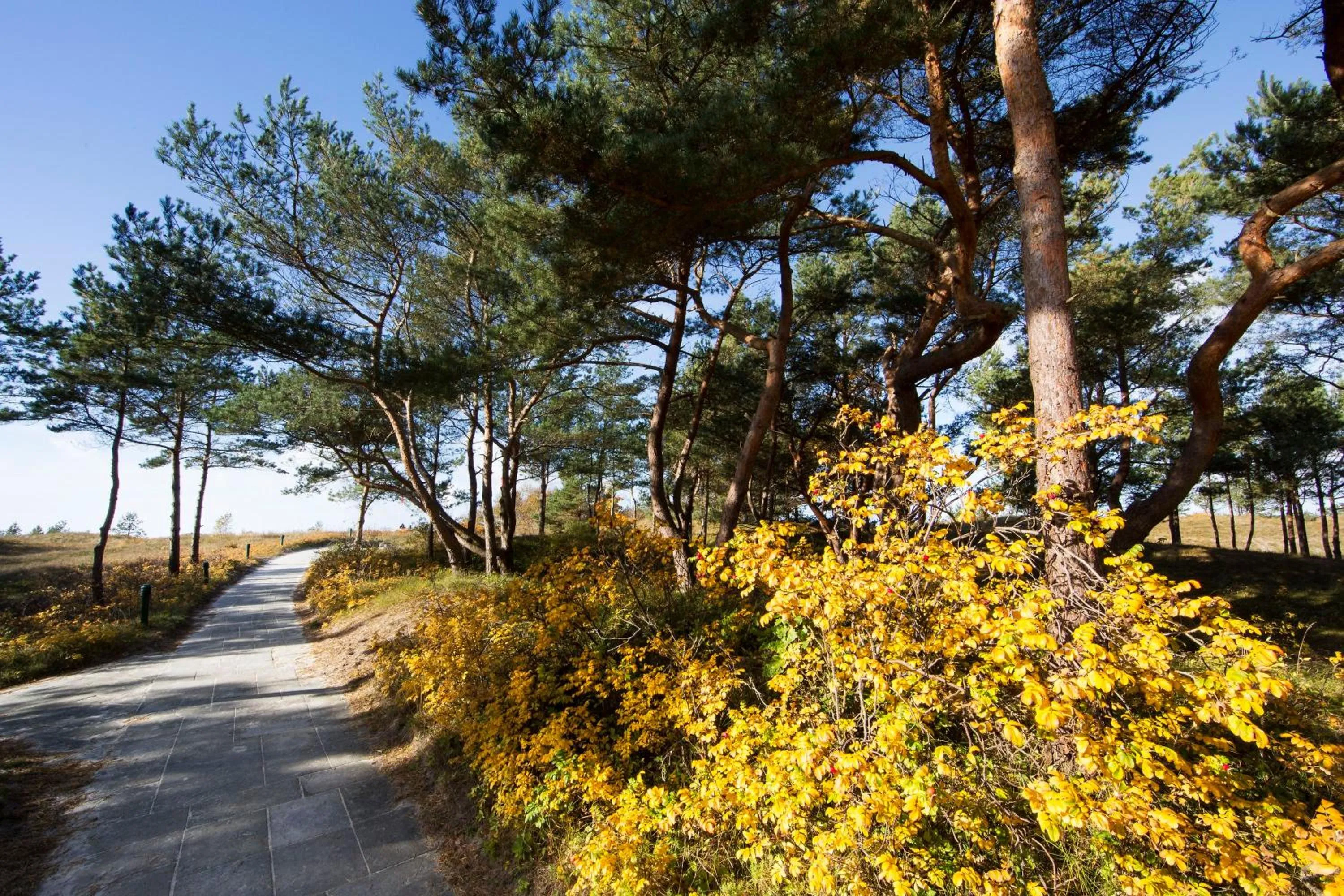 Natural landscape in Strandhotel Fischland