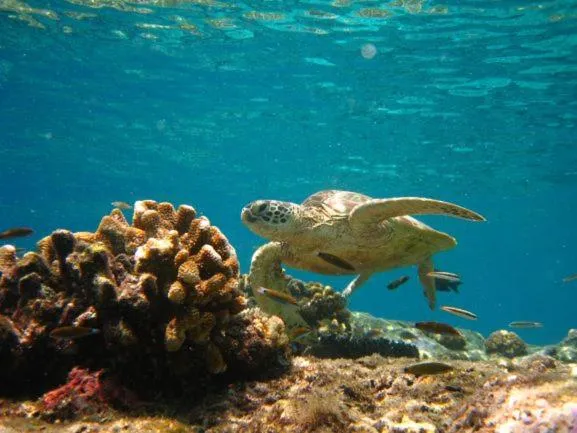 Activities in Sipadan Inn 2