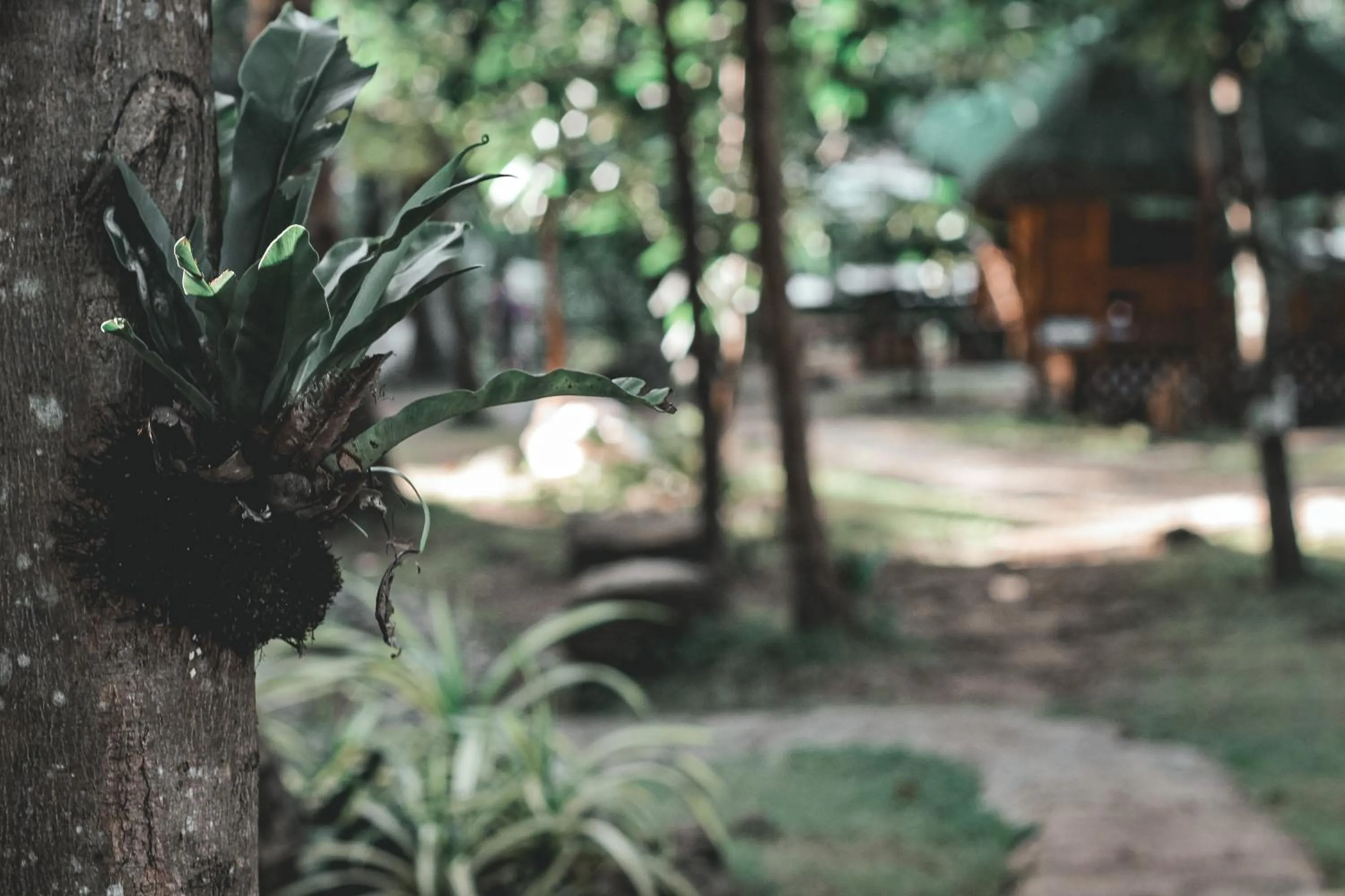 Garden view in Camp Paraiso Resort