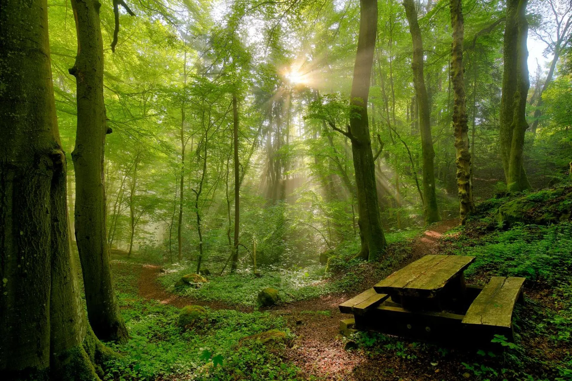 Natural landscape in Hotel Koch Schilt