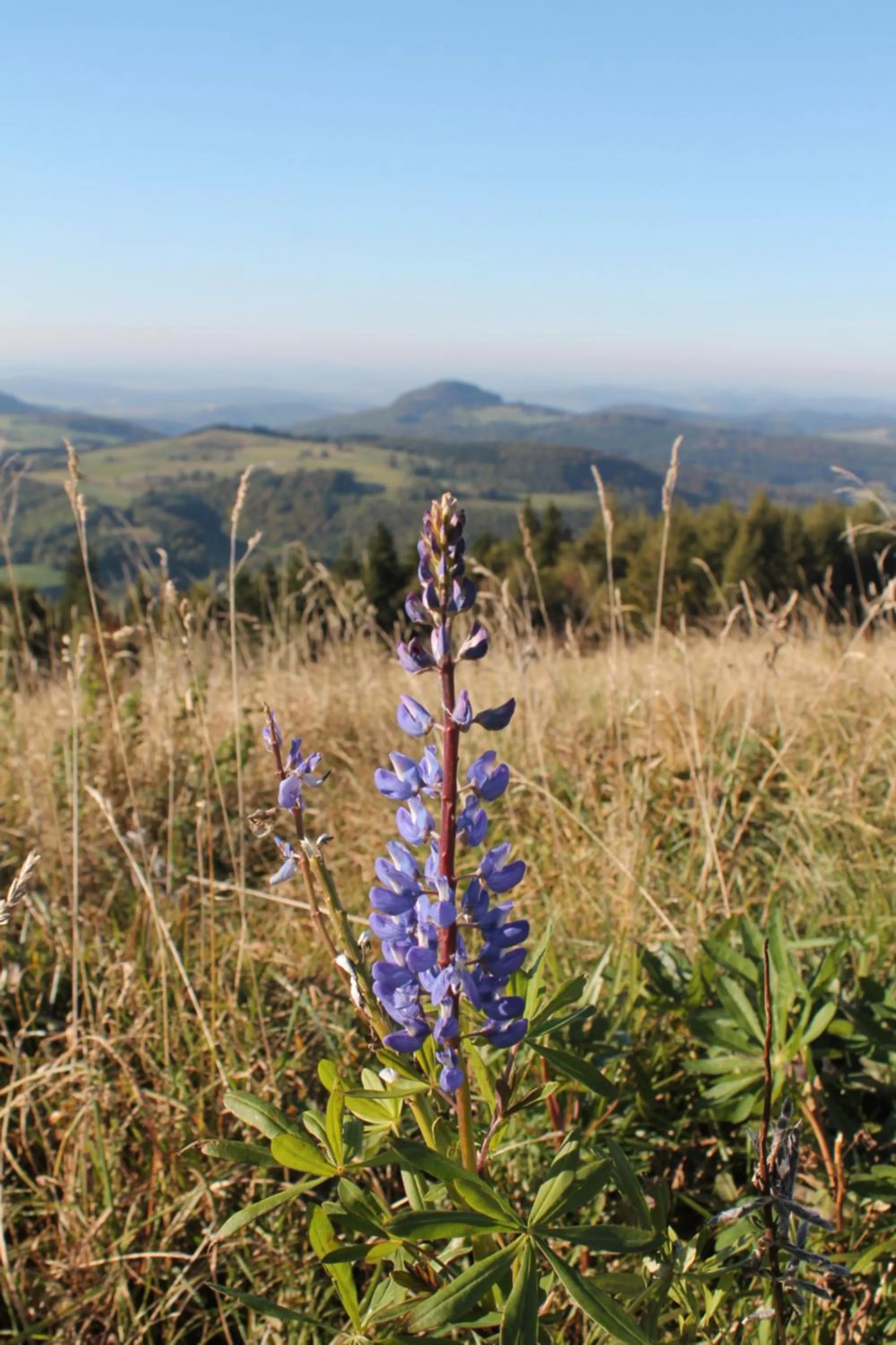 Natural landscape in Pension Gasthof Zum Lamm