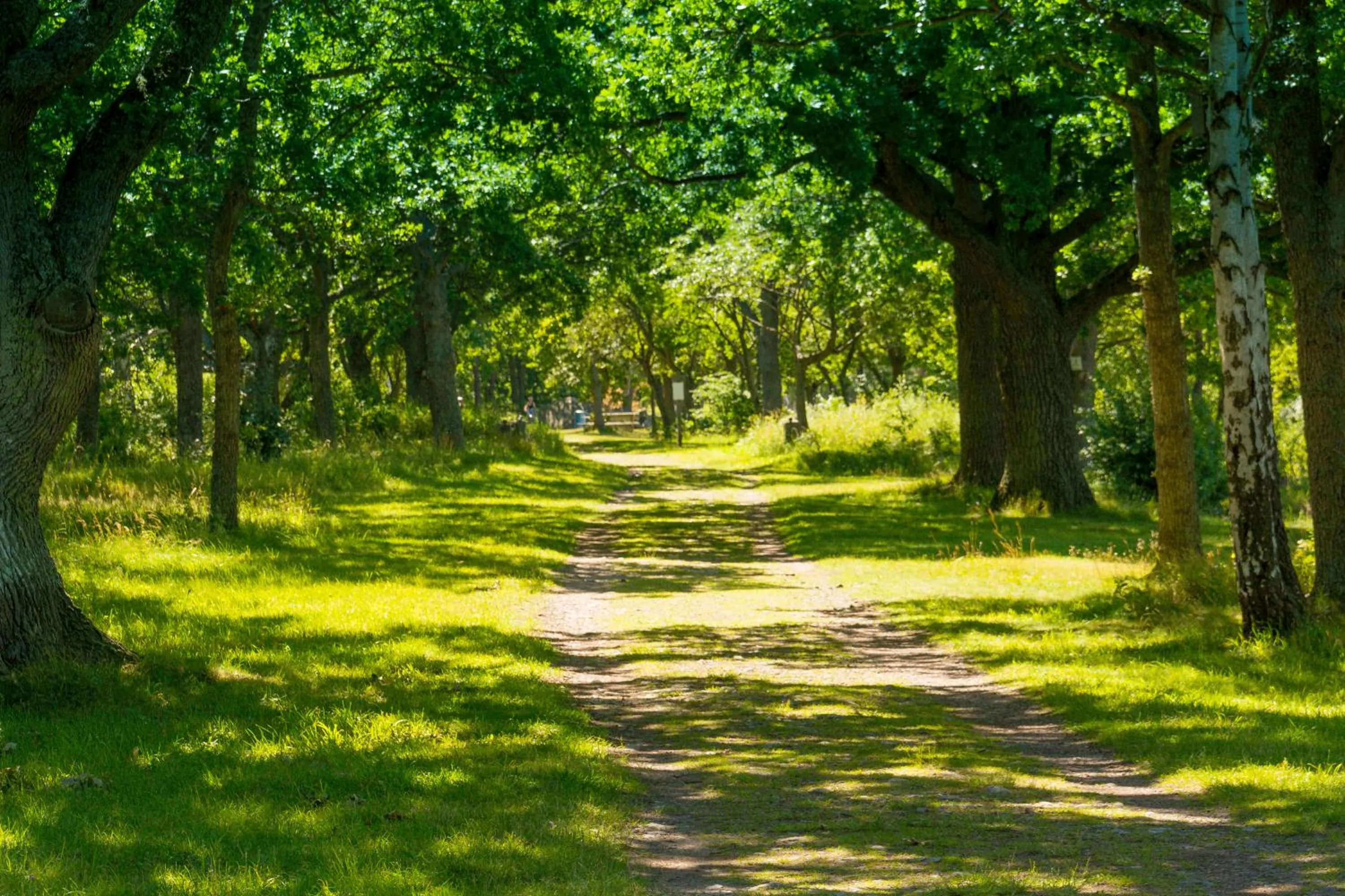 Natural landscape in First Camp Ekerum - Öland