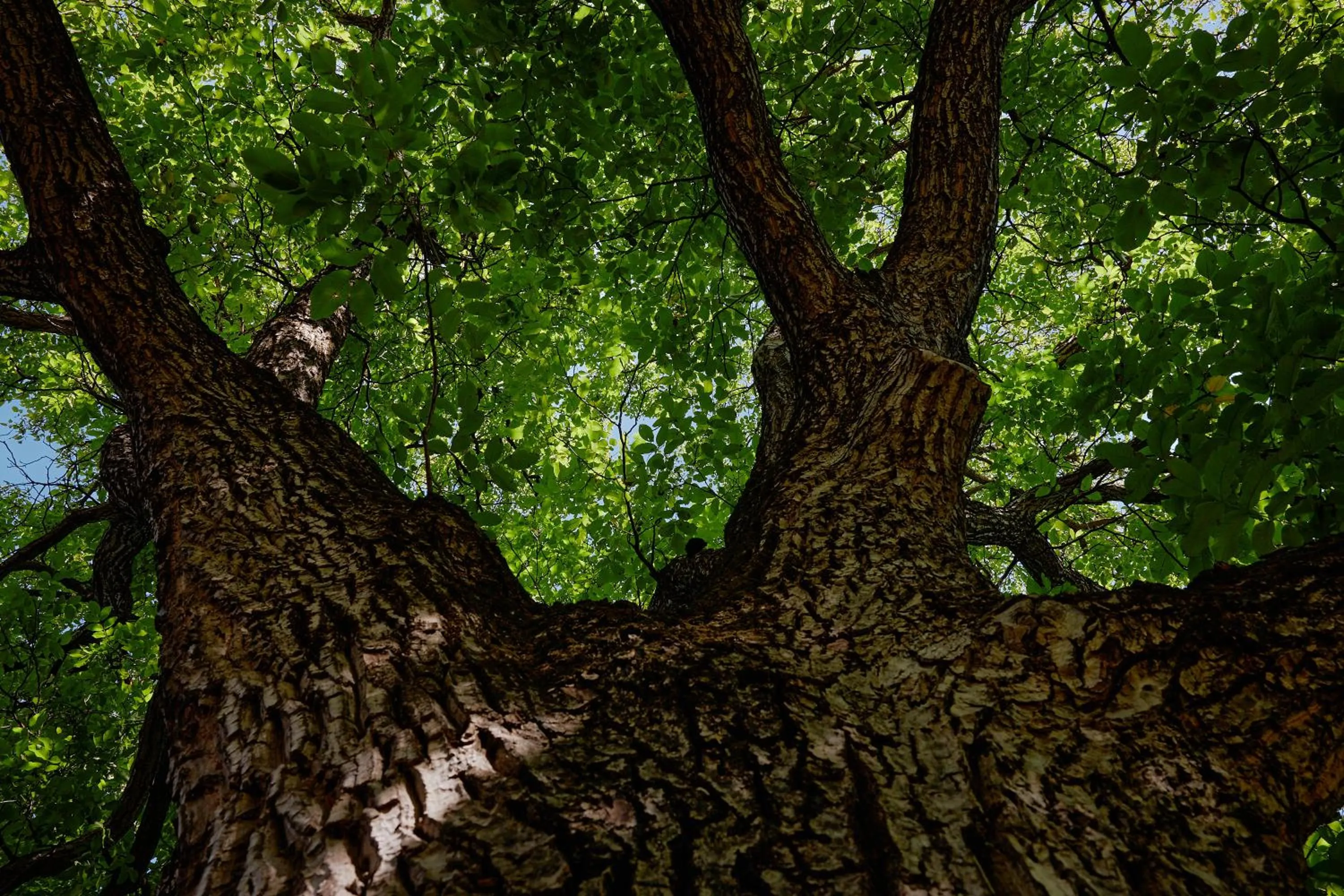 Garden view in Hotel Brückenwirt