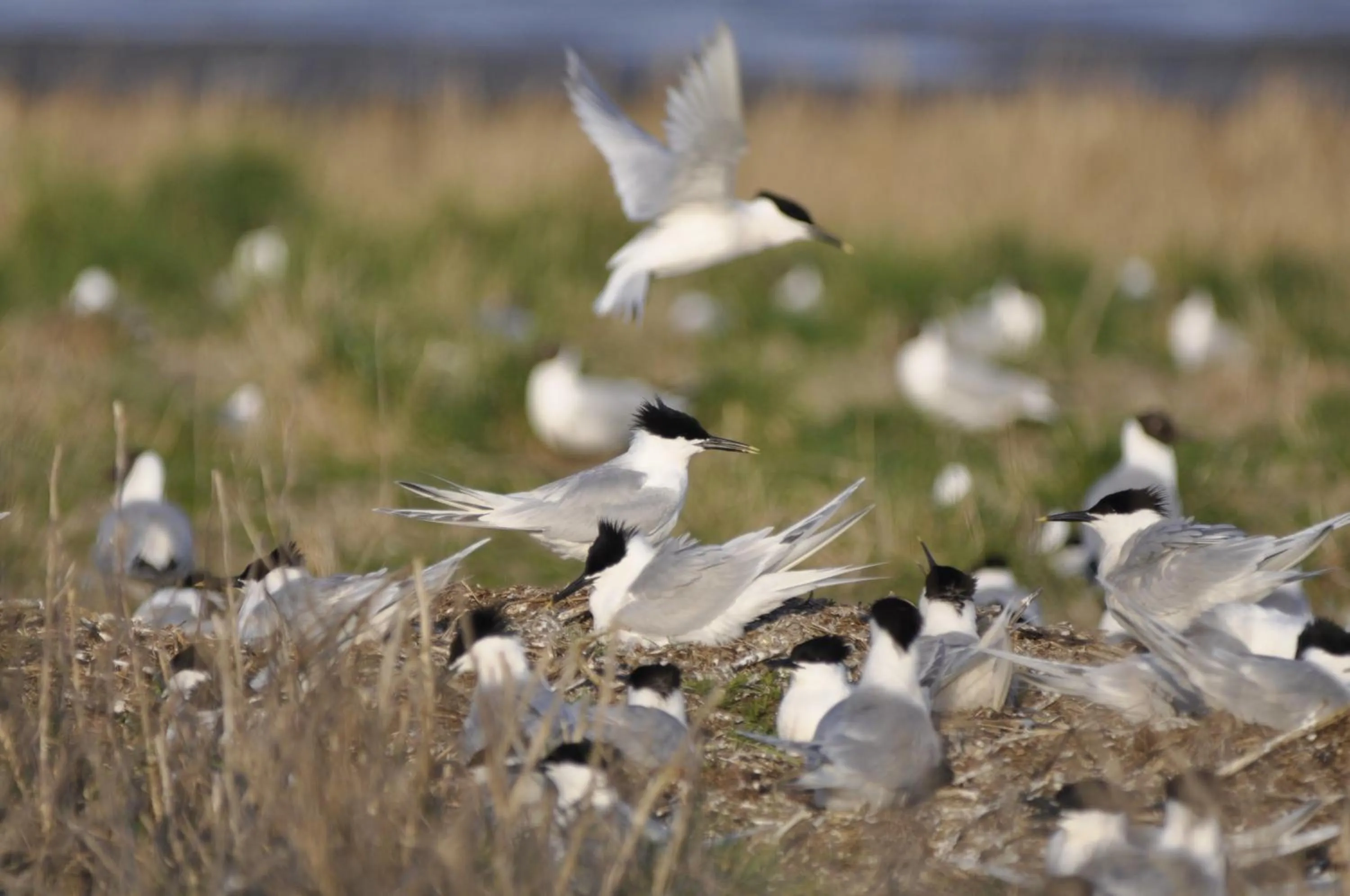 Animals in Hotel Nige Hus