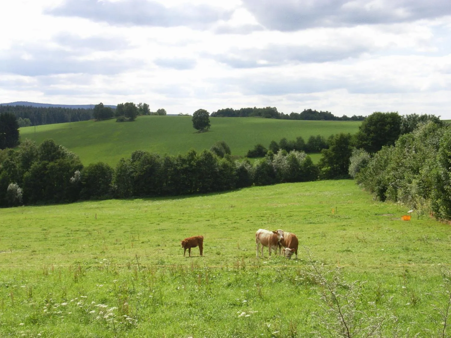 Animals in Hotel und Restaurant Köhlerhütte - Fürstenbrunn