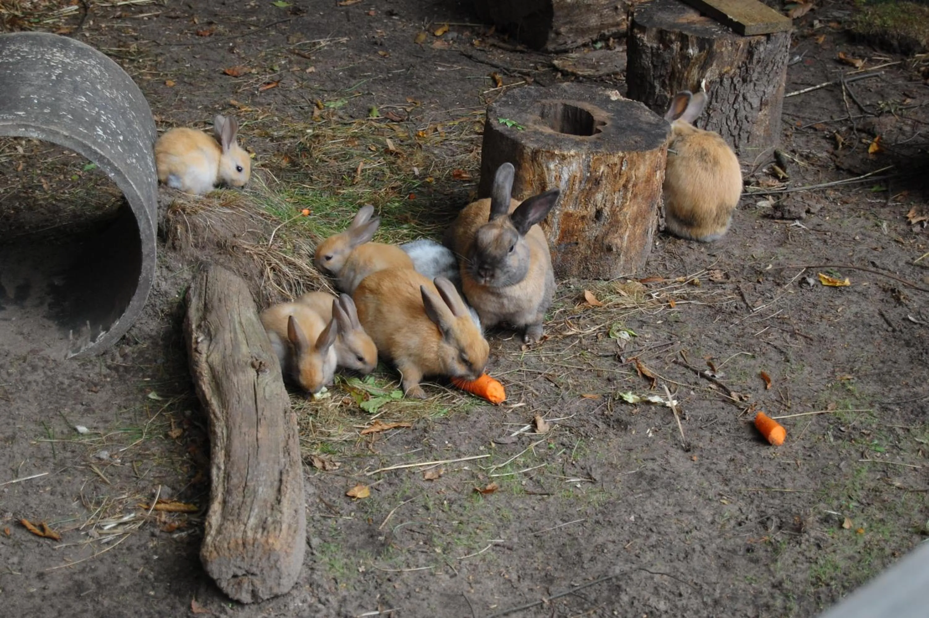 Pets in Land-gut-Hotel Allerhof