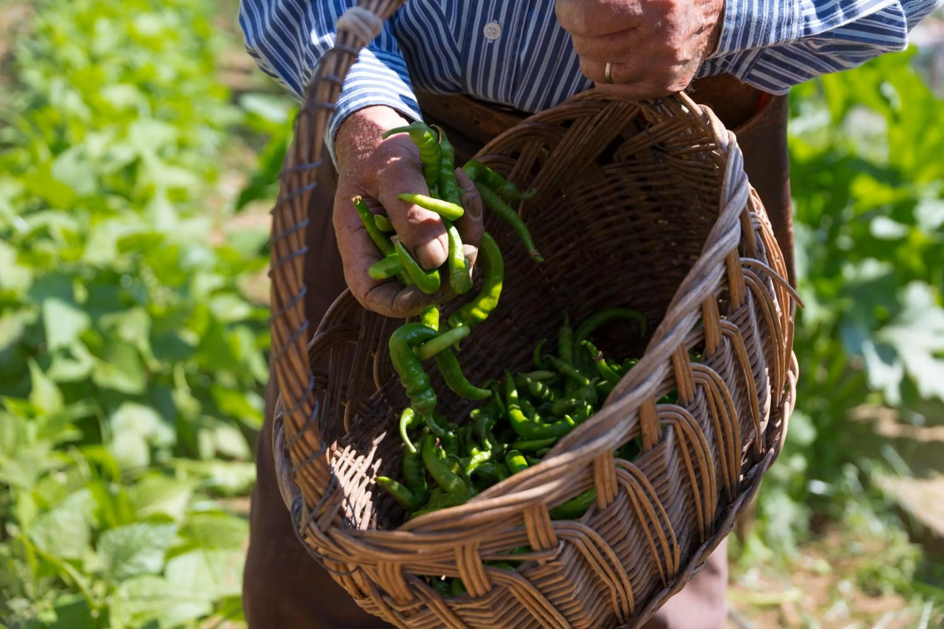 Garden in HOTEL ZI'NTONIO