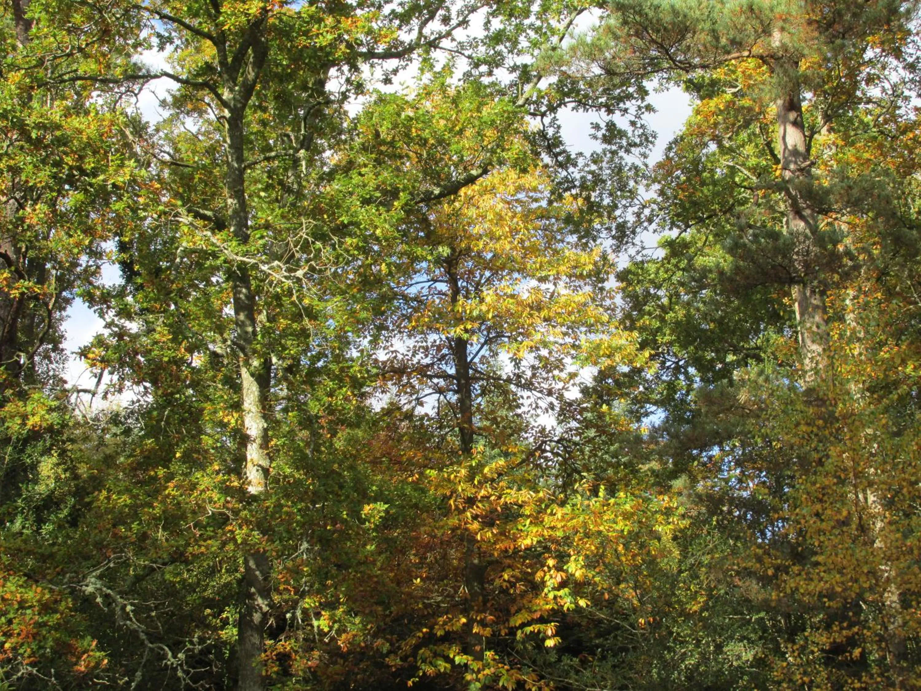 Area and facilities in Albertine