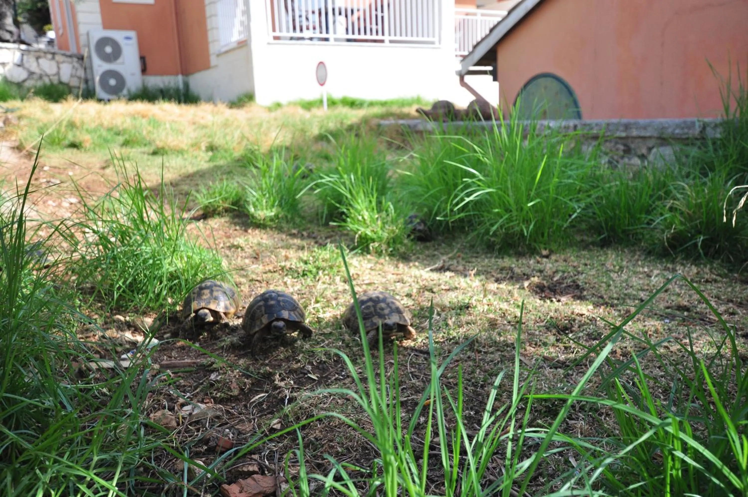 Activities in Michelangelo Resort