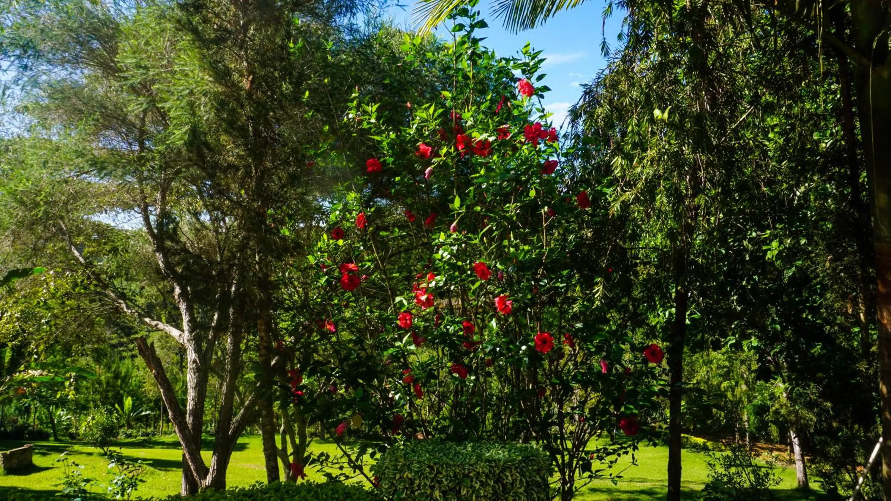 Garden in LUSHOTO EXECUTIVE LODGE