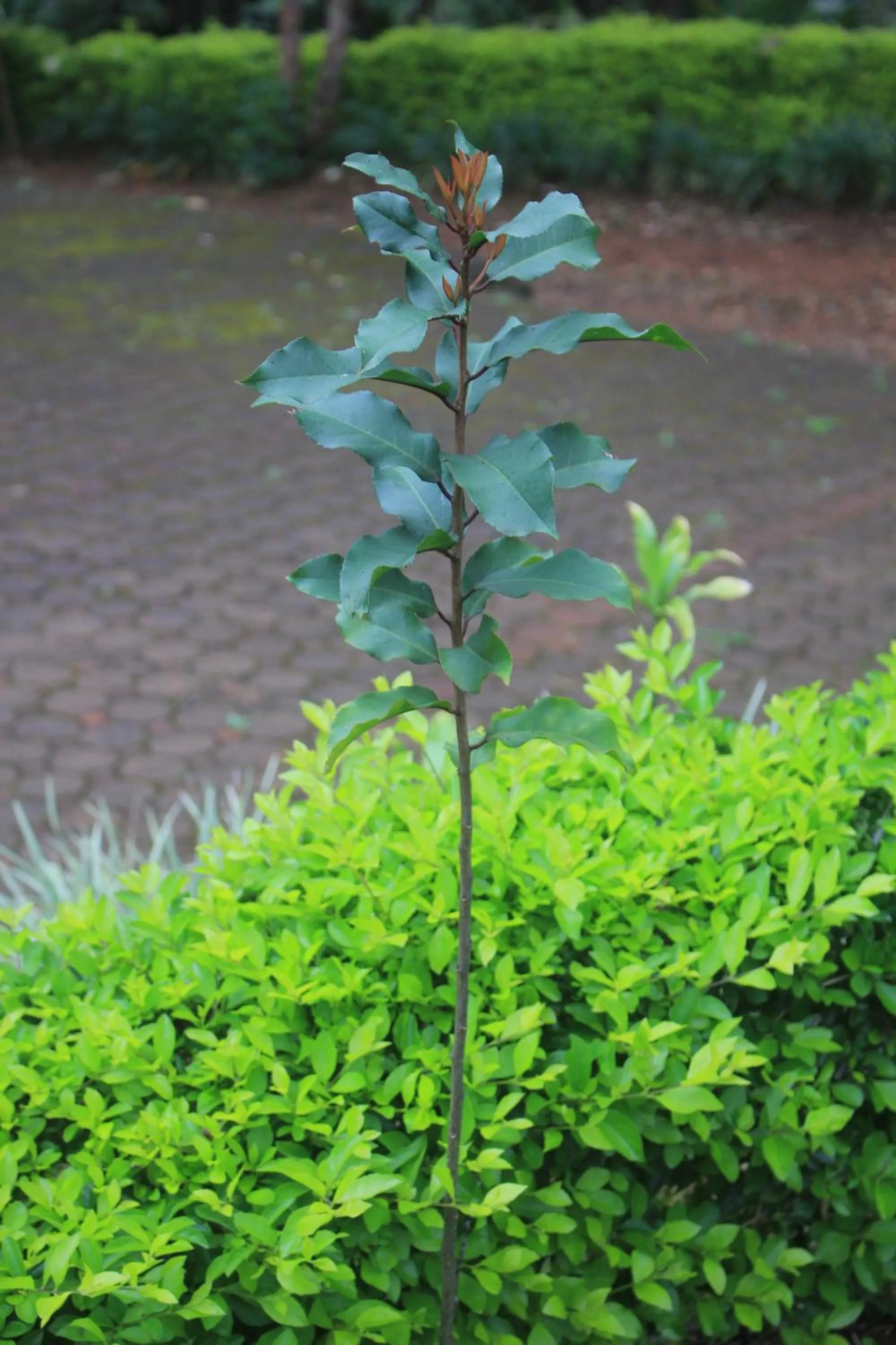 Natural landscape in LUSHOTO EXECUTIVE LODGE