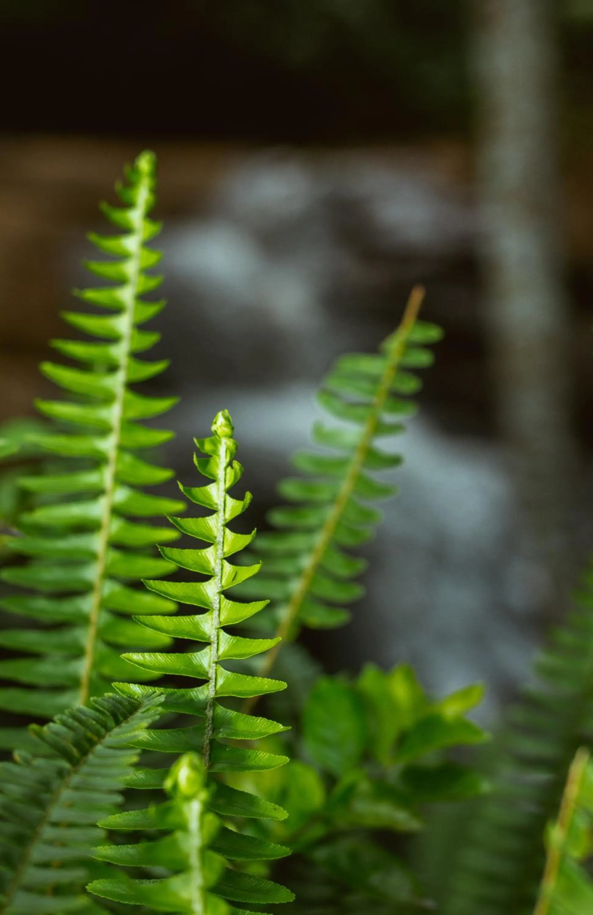 River view in LUSHOTO EXECUTIVE LODGE