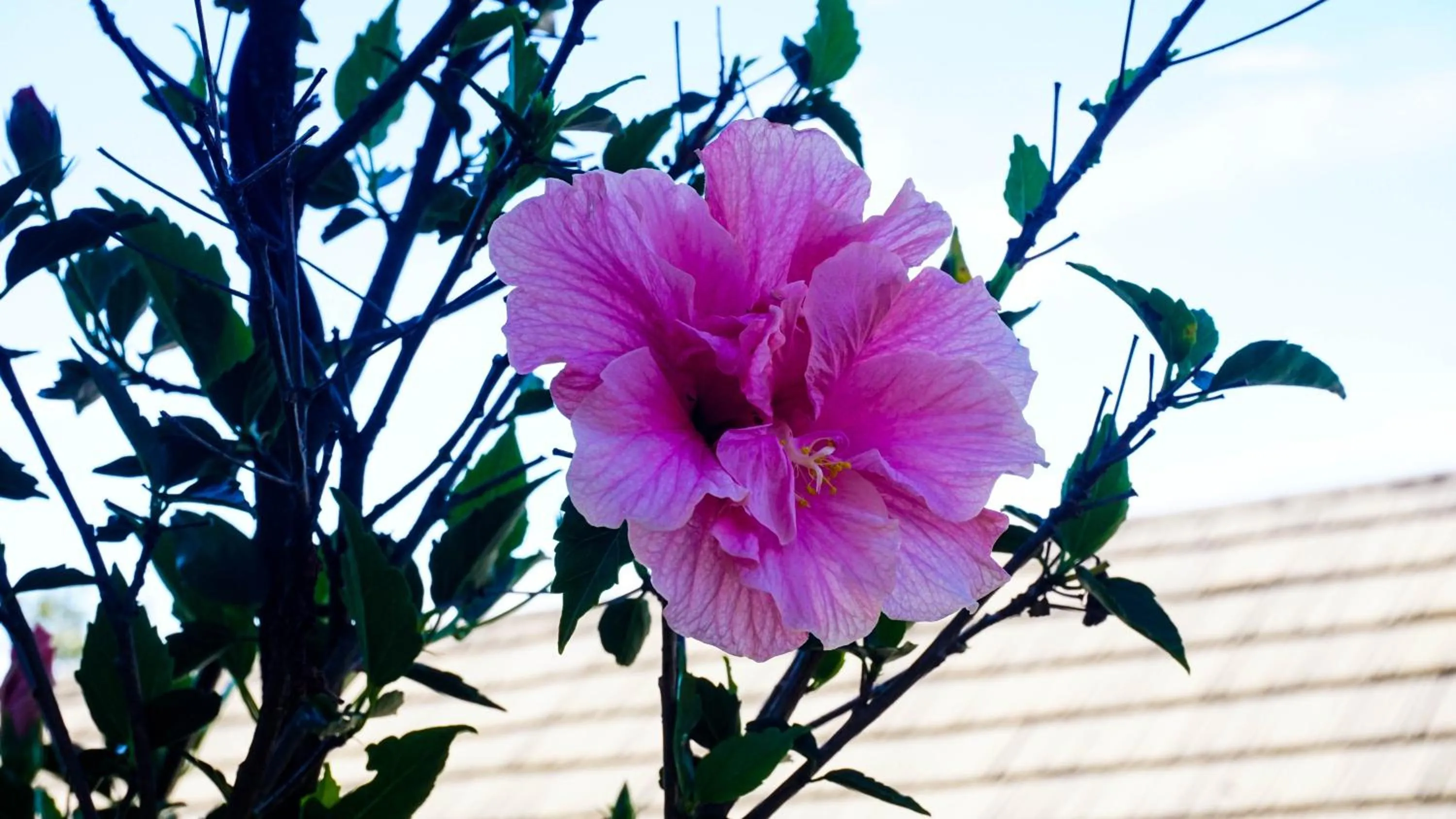 Restaurant/places to eat in LUSHOTO EXECUTIVE LODGE