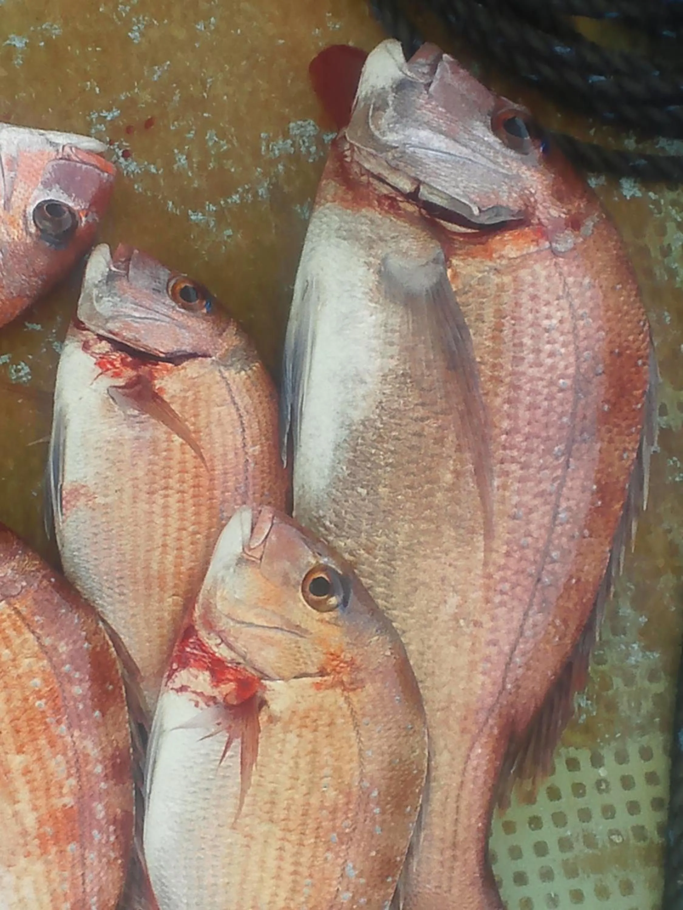 Fishing in Business Ryokan Akashiya Annex