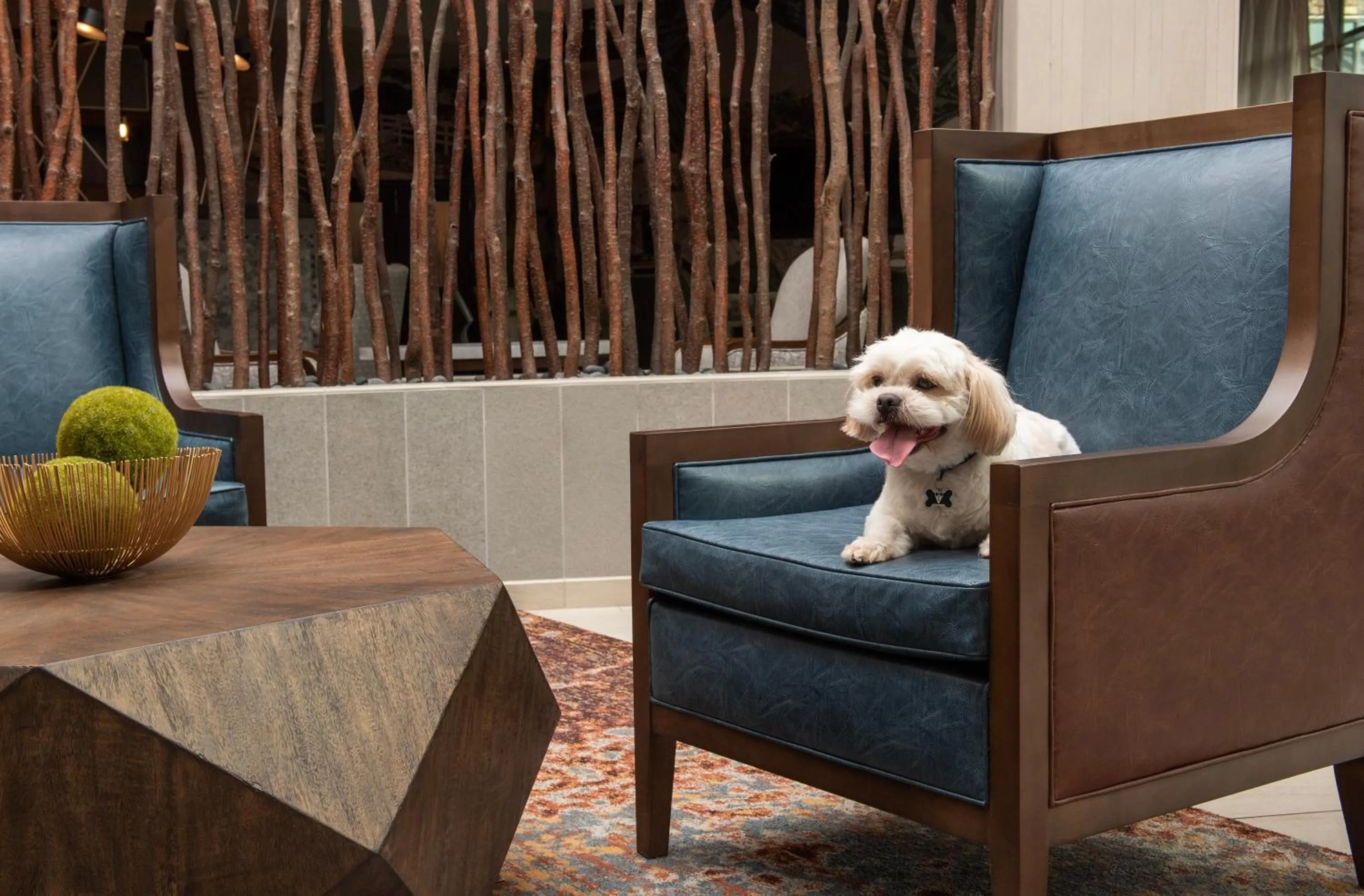 Pets in Embassy Suites Springfield