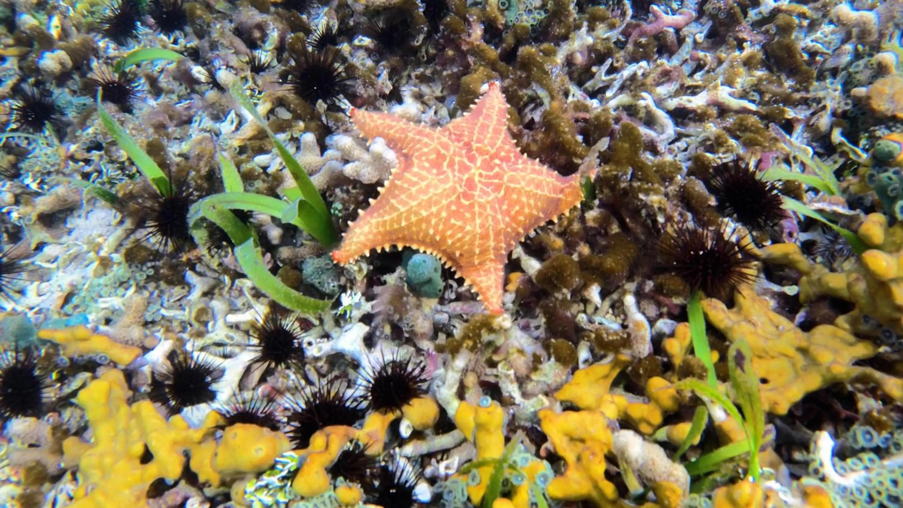 Animals in Nayara Bocas del Toro