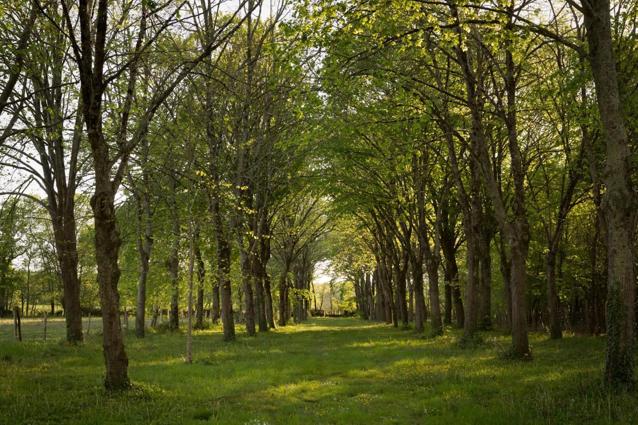 Natural landscape in Château de Bois Charmant