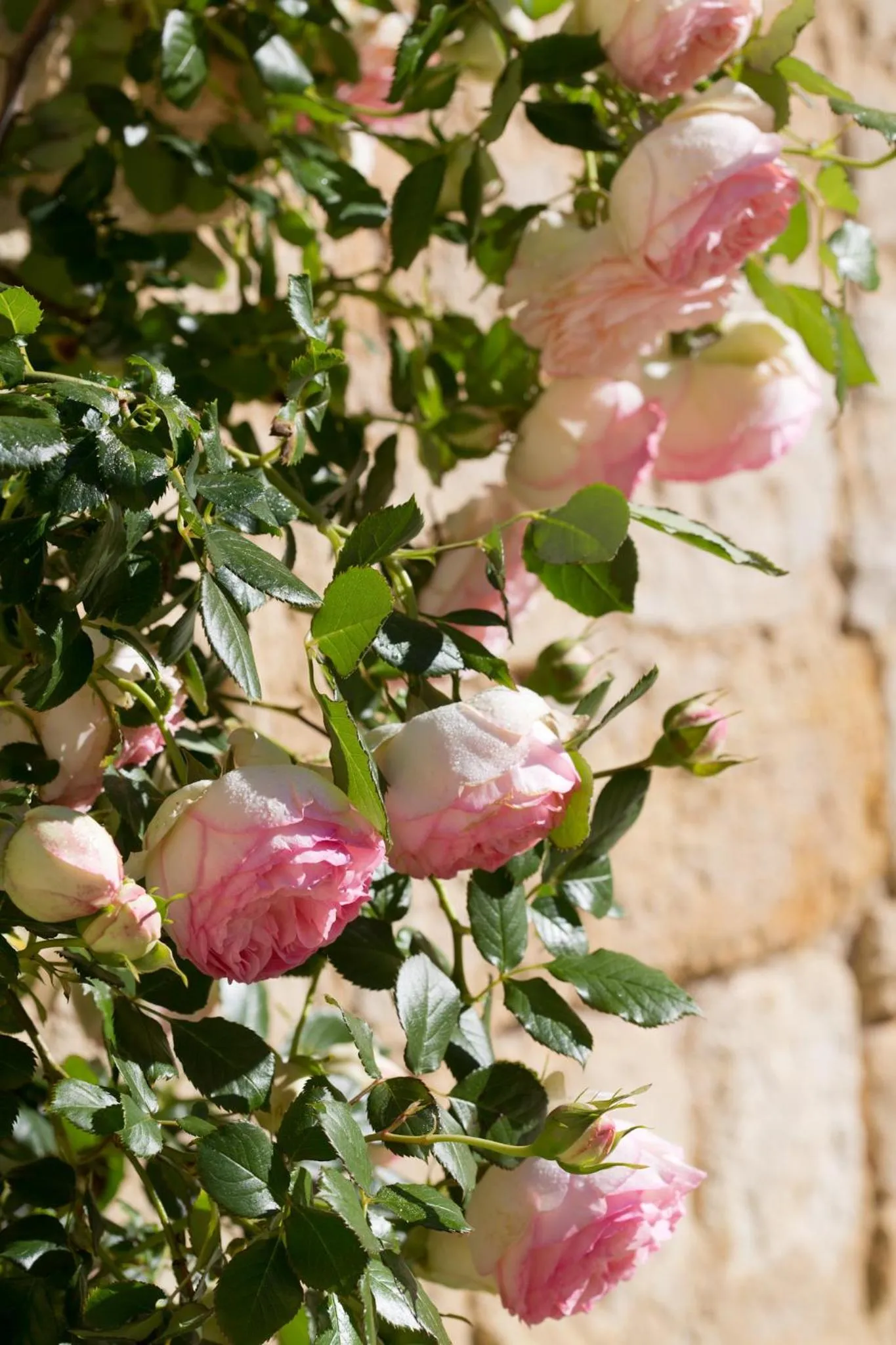 Garden in Château de Bois Charmant