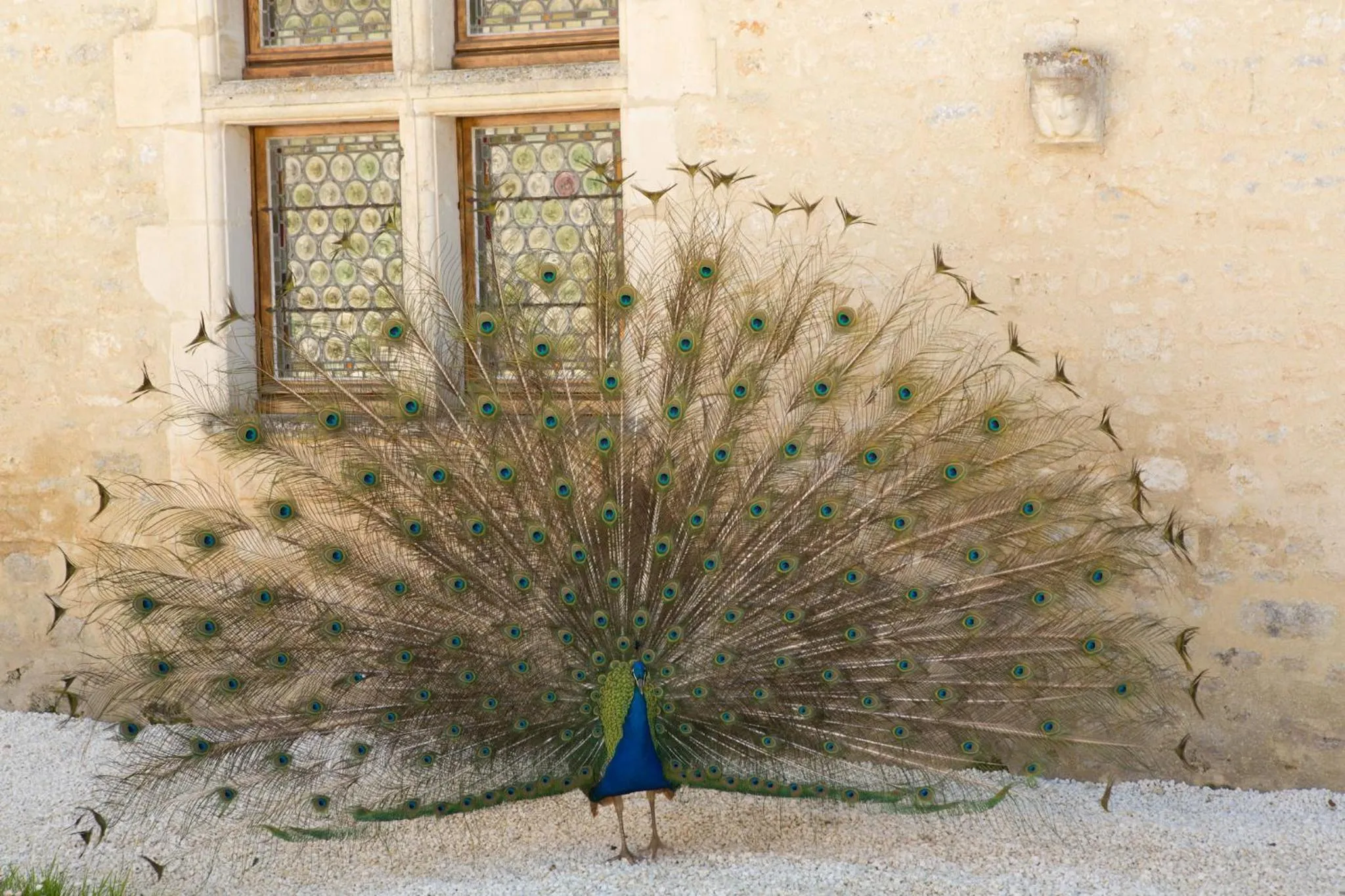Animals in Château de Bois Charmant