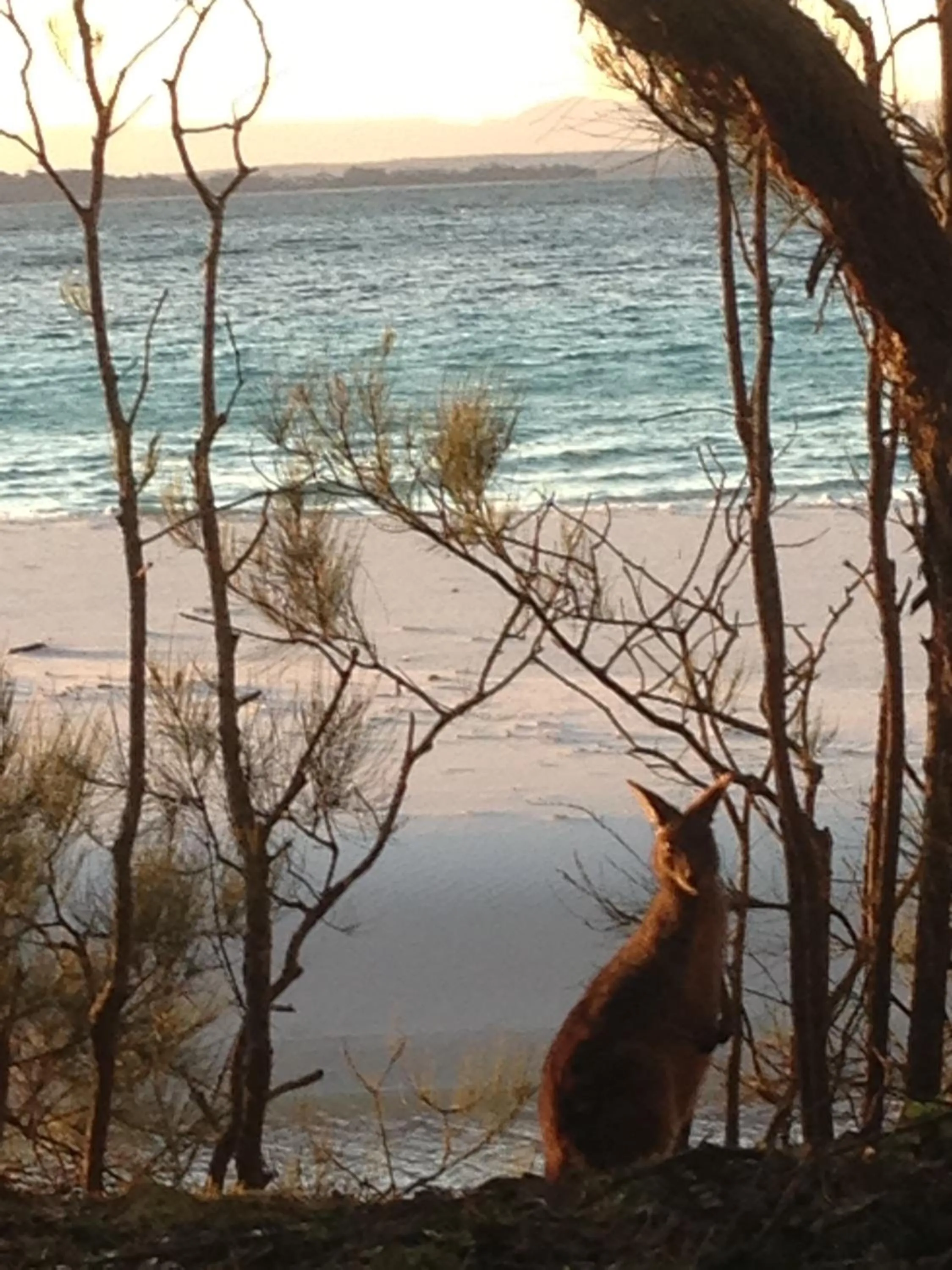 Natural landscape in Huskisson Beach Motel