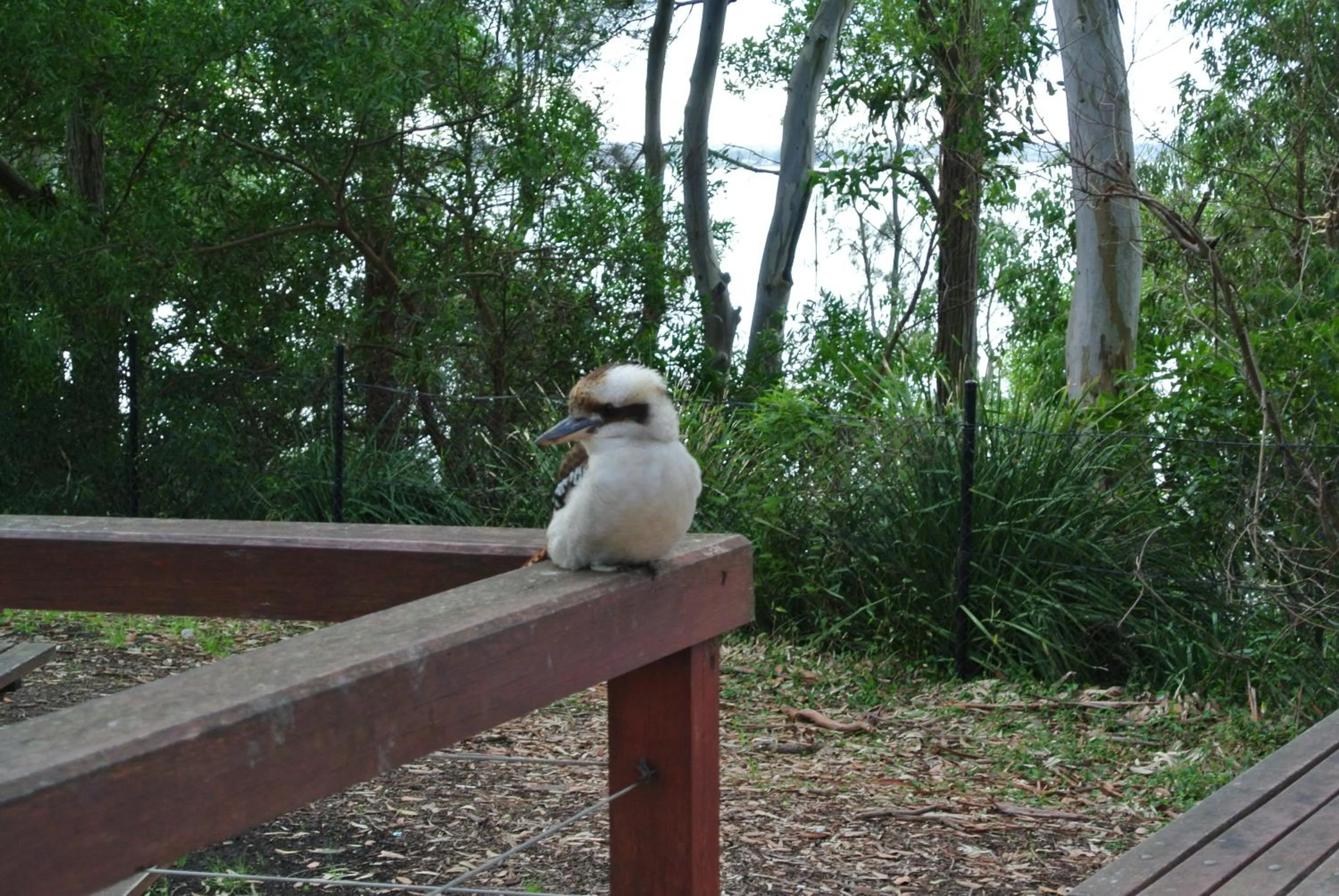 Animals in Huskisson Beach Motel