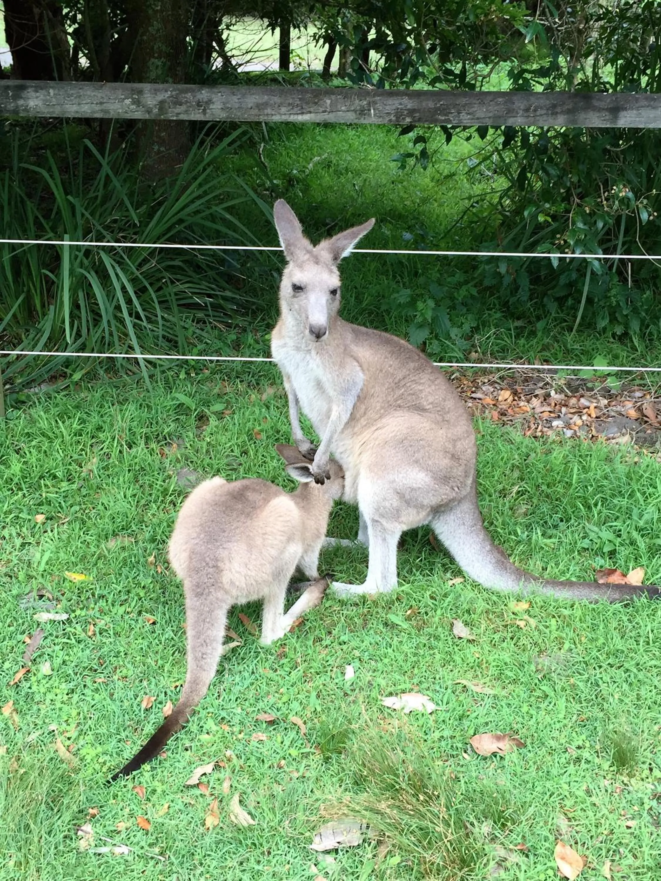 Animals in Huskisson Beach Motel