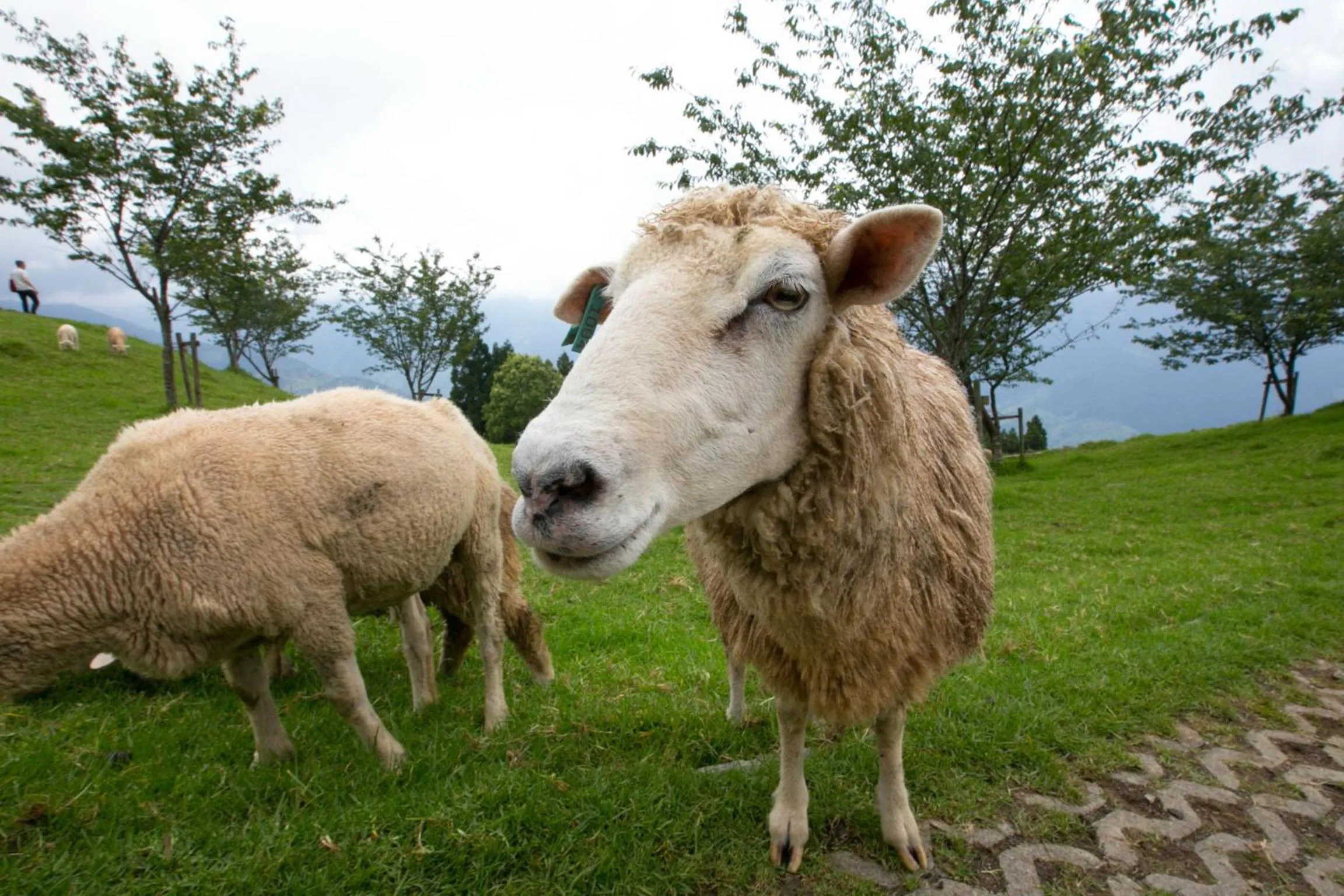 Day in Cingjing Brilliant Twins of Seattle